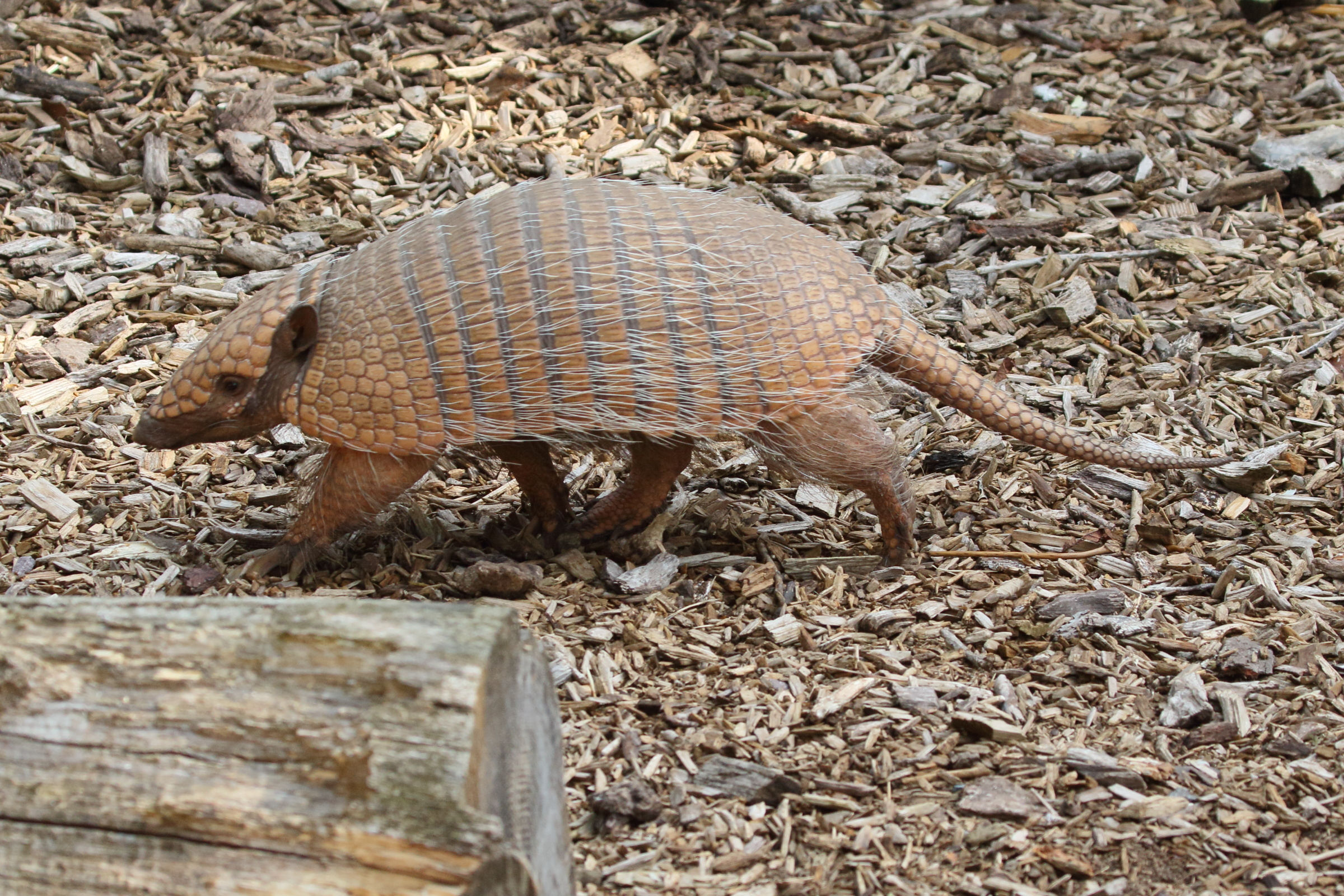 euphractus_sexcinctus3md