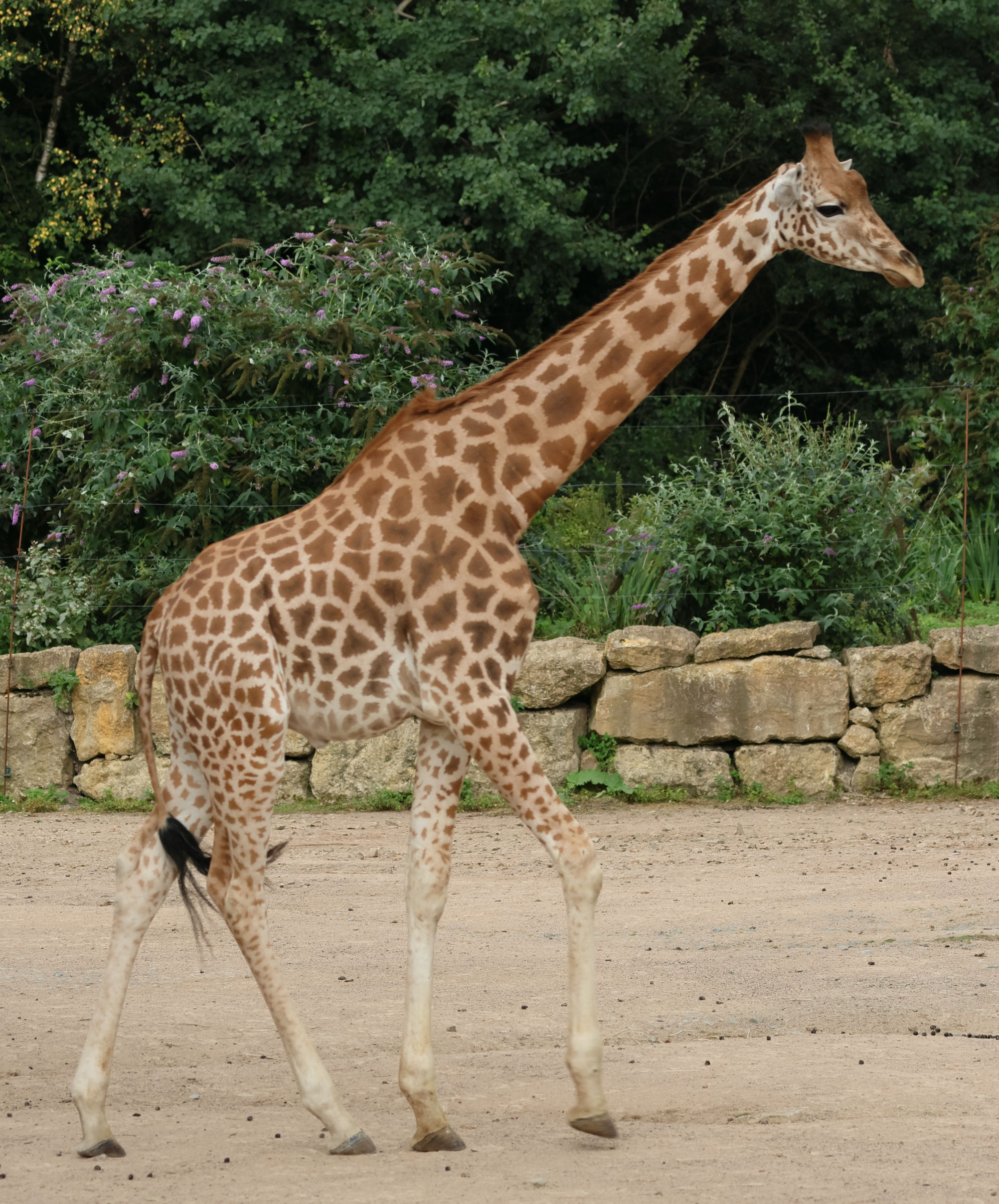 giraffa_camelopardalis_antiquorum1bd