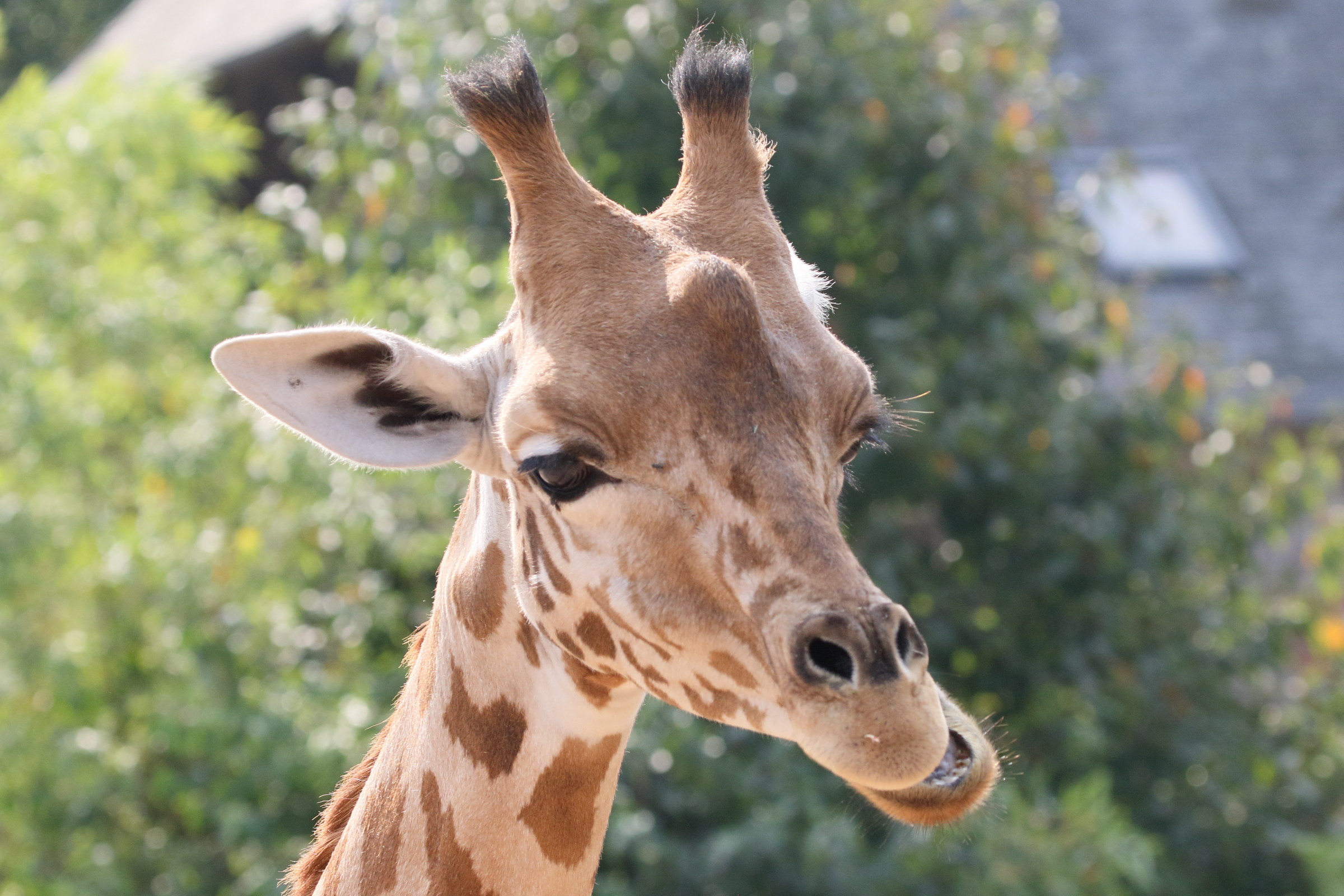 giraffa_camelopardalis_antiquorum2md