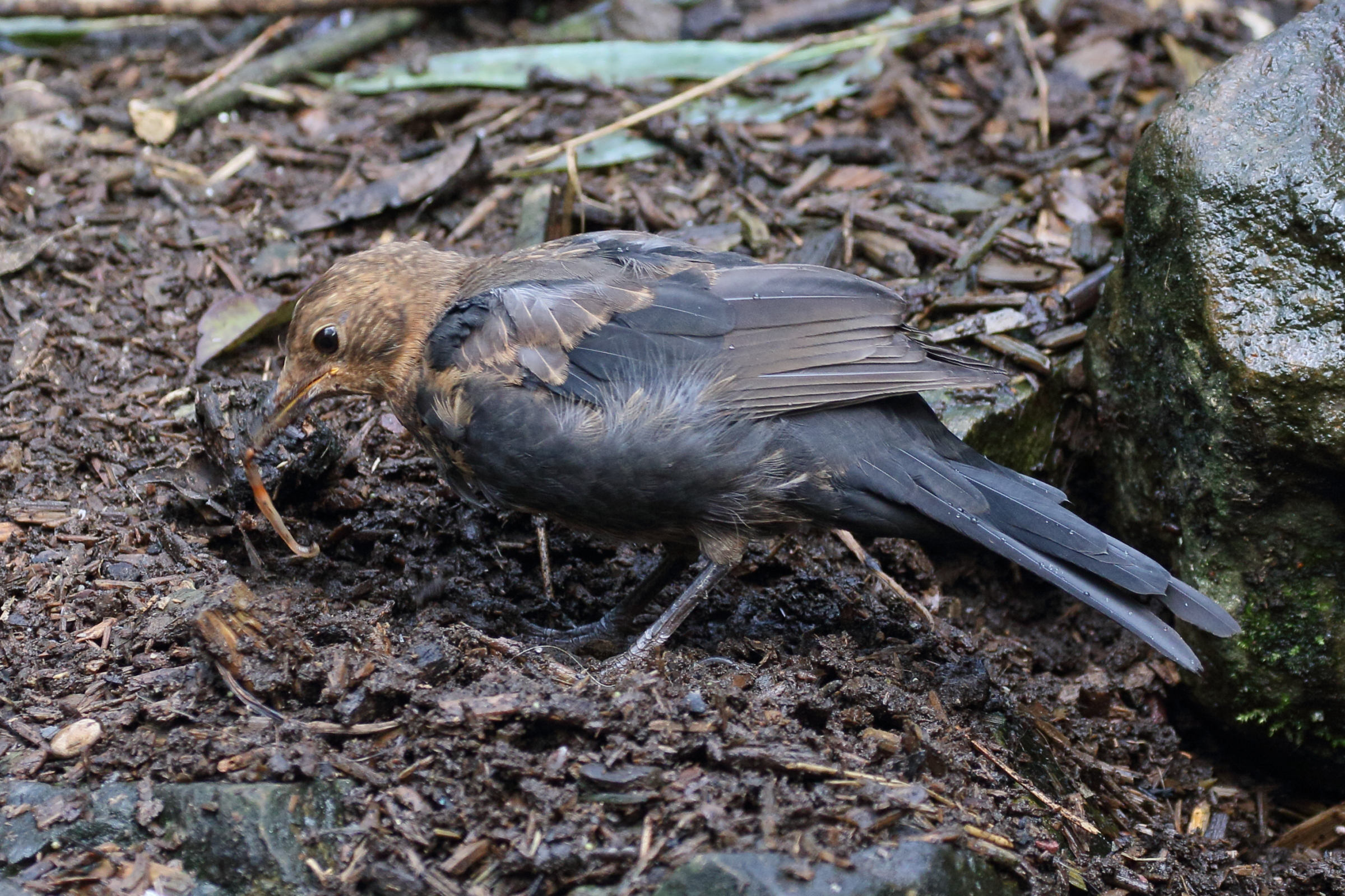 merle_noir_-_turdus_merula12md