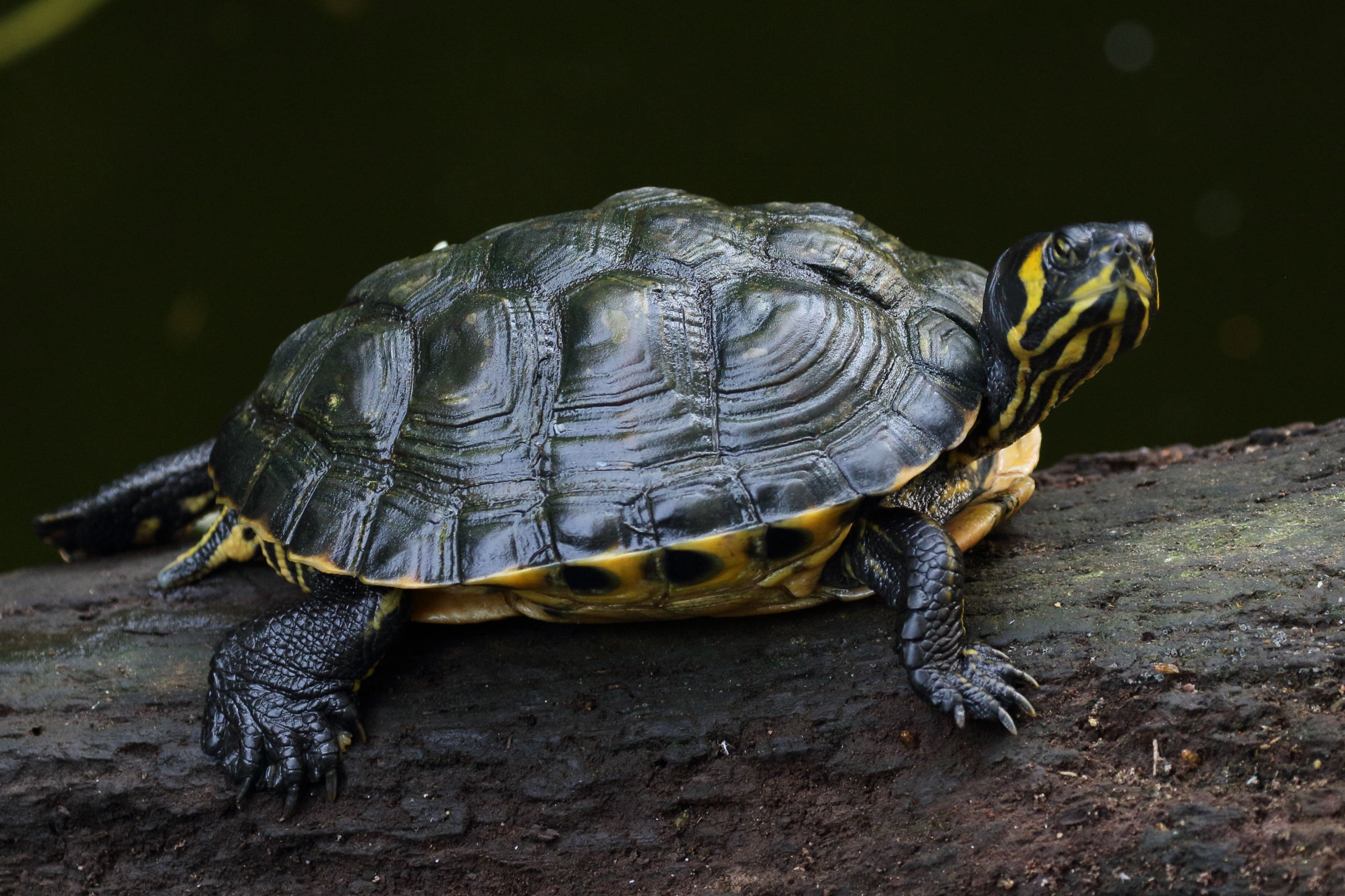 trachemys_scropta7md