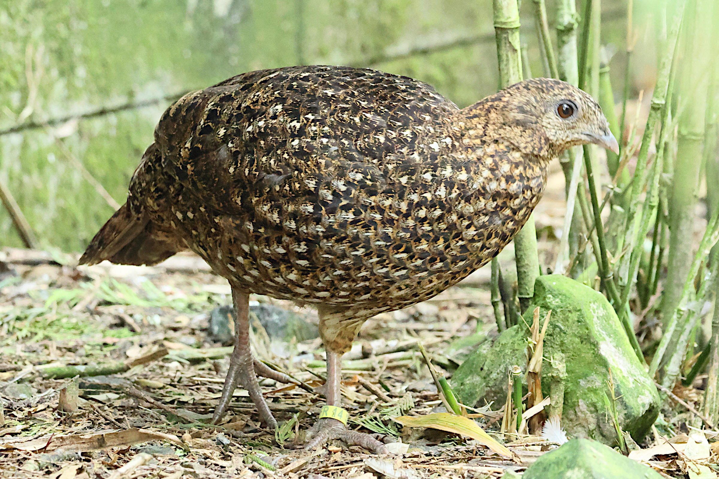 tragopan_de_temminck_-_tragopan_temminckii2bd