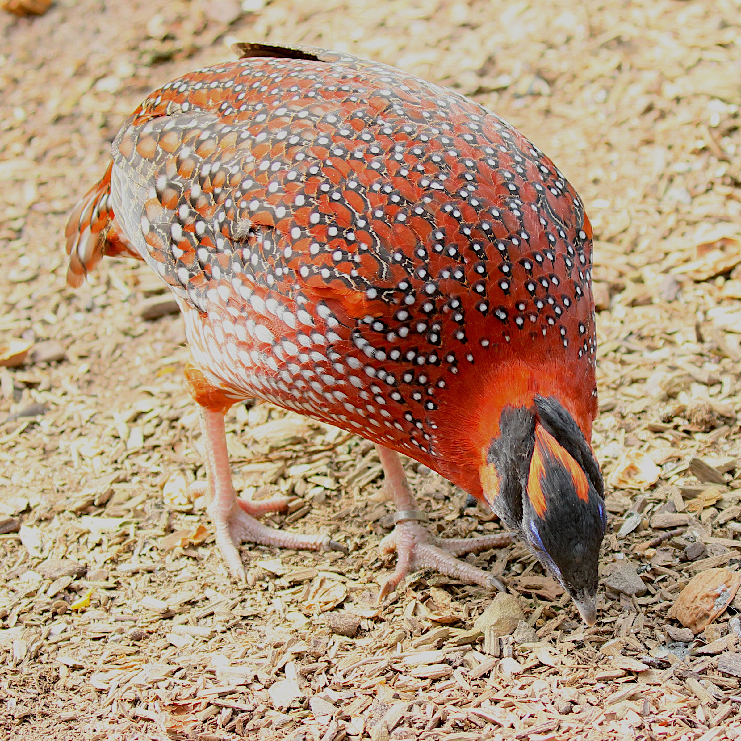 tragopan_de_temminck_-_tragopan_temminckii3md