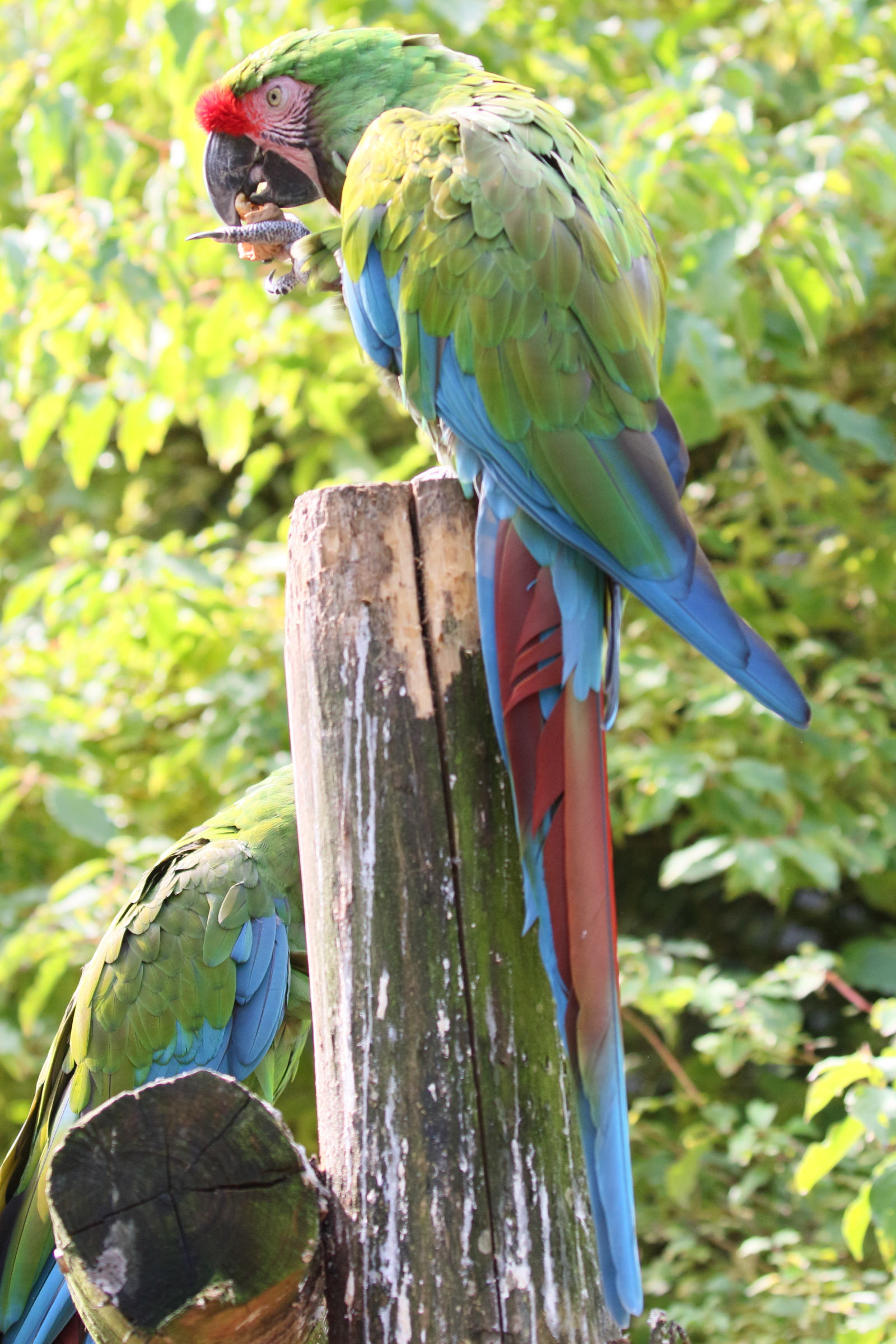 ara_militaire_-_ara_militaris1md