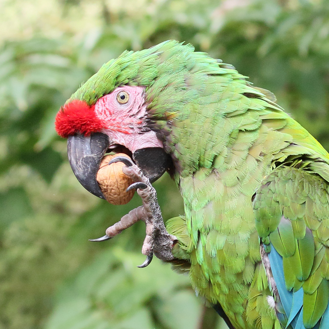 ara_militaire_-_ara_militaris4md