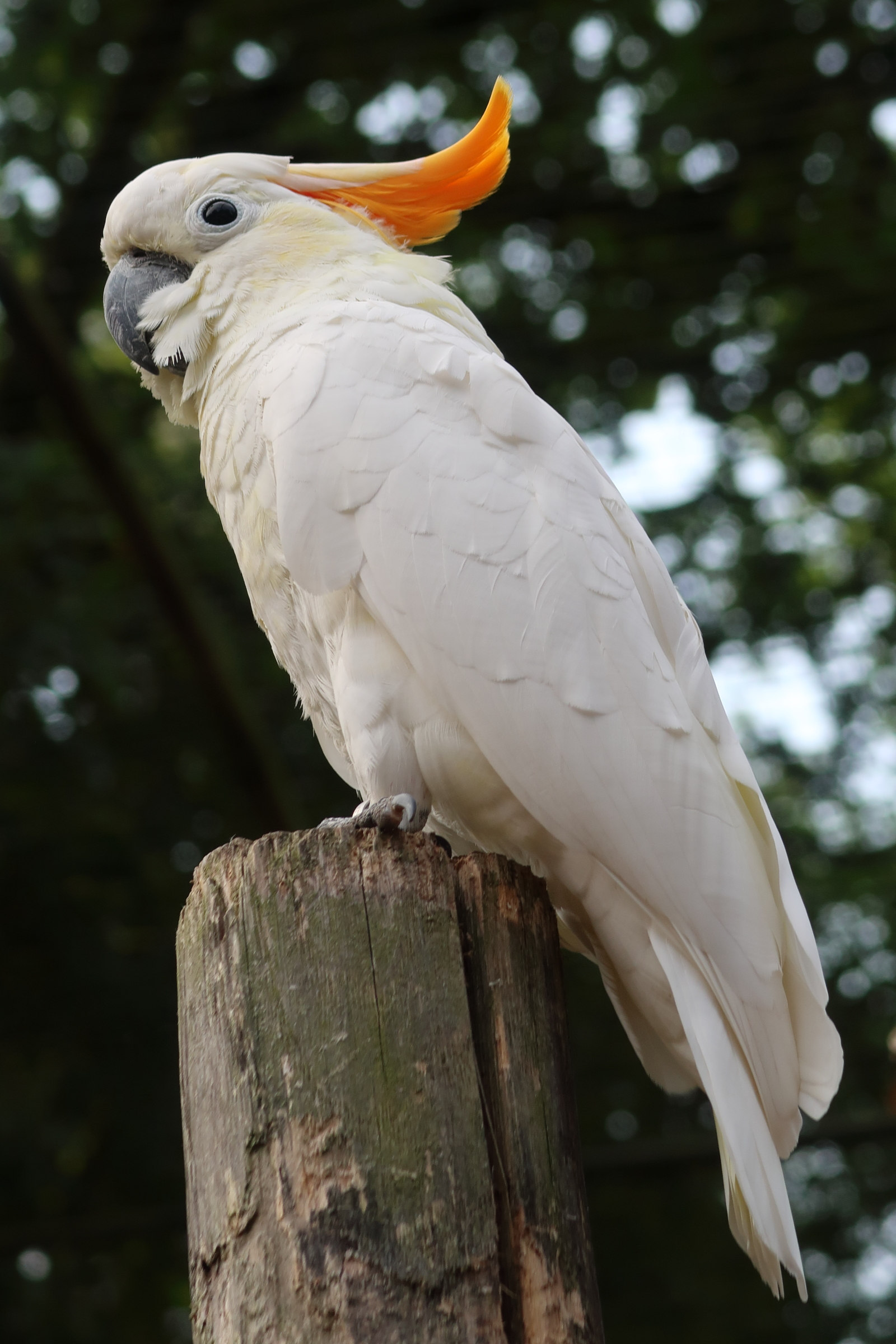 cacatoes_a_huppe_orange_-_cacatua_sulphurea_citrinocristata1md