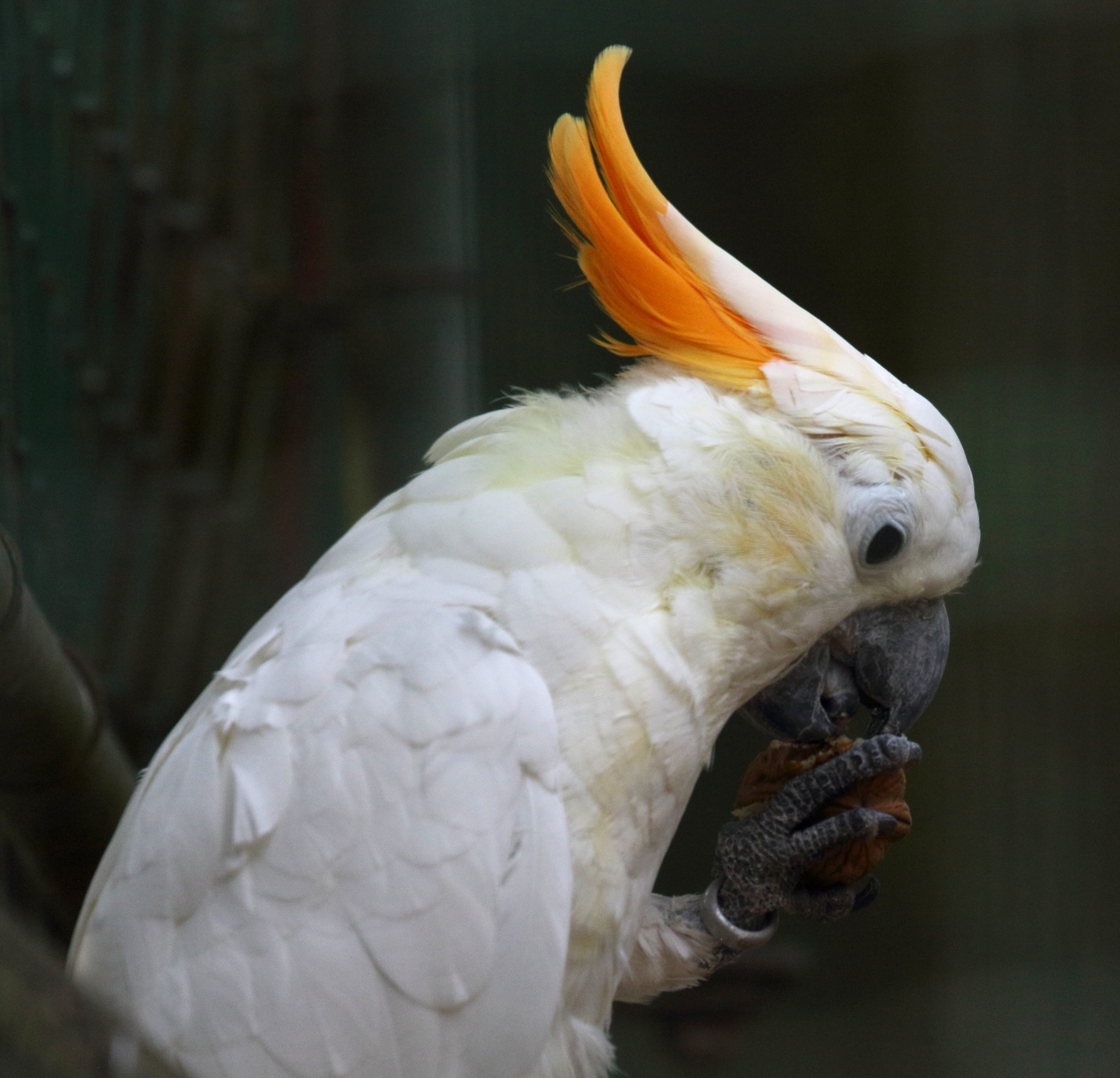 cacatoes_a_huppe_orange_-_cacatua_sulphurea_citrinocristata2md