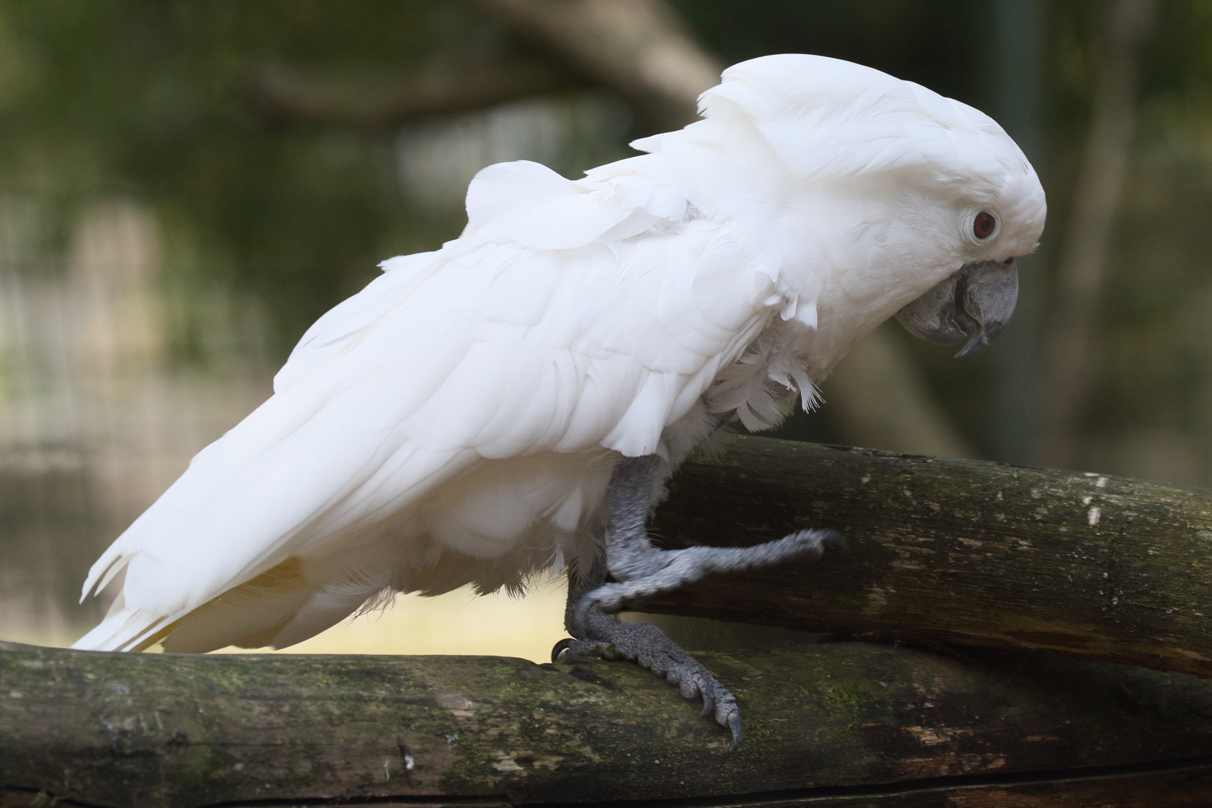 cacatoes_blanc_-_cacatua_alba1md