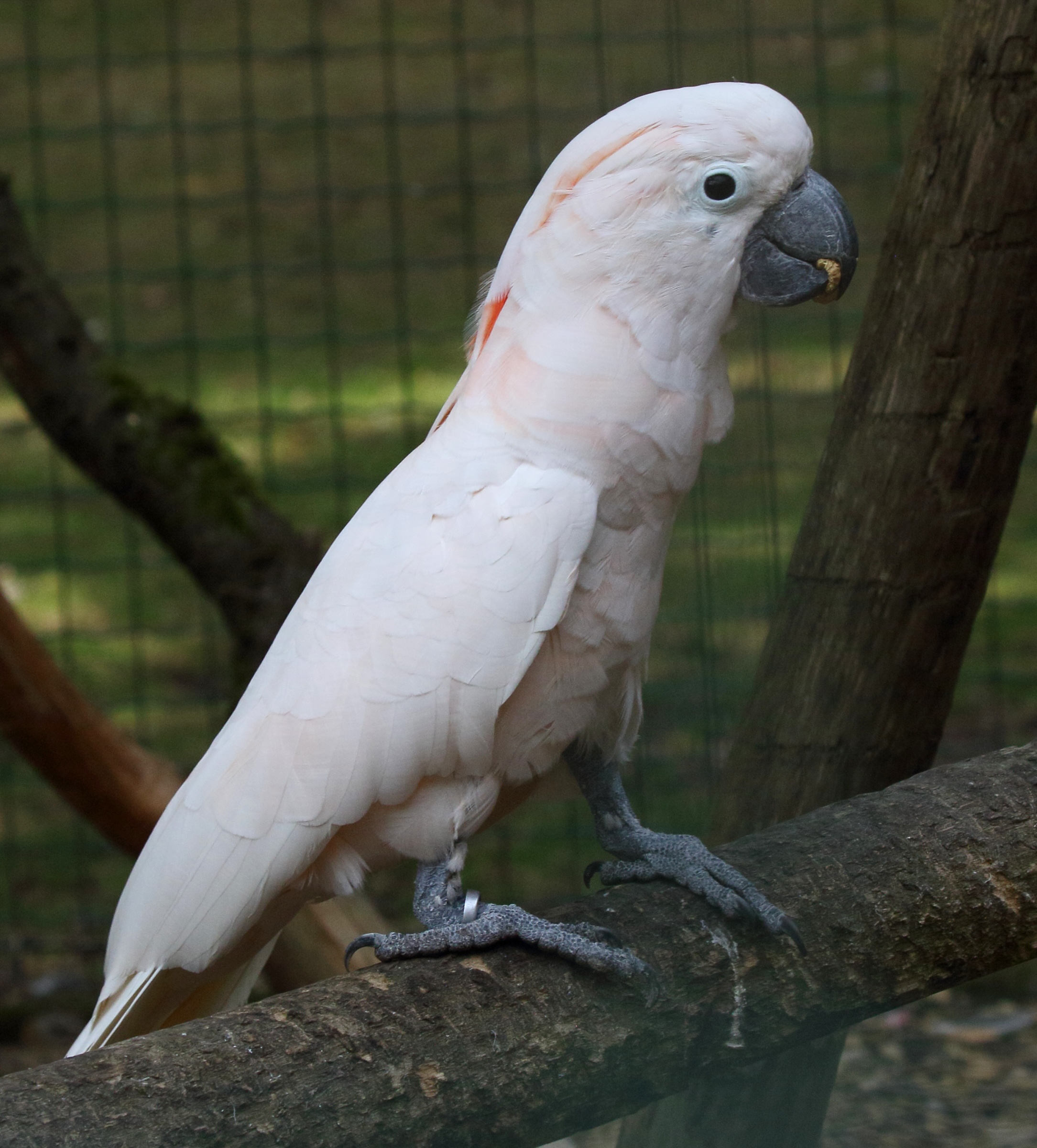 Afficher le média cacatoes_des_moluques_-_cacatua_moluccensis3md cacatoes_des_moluques_-_cacatua_moluccensis3md
