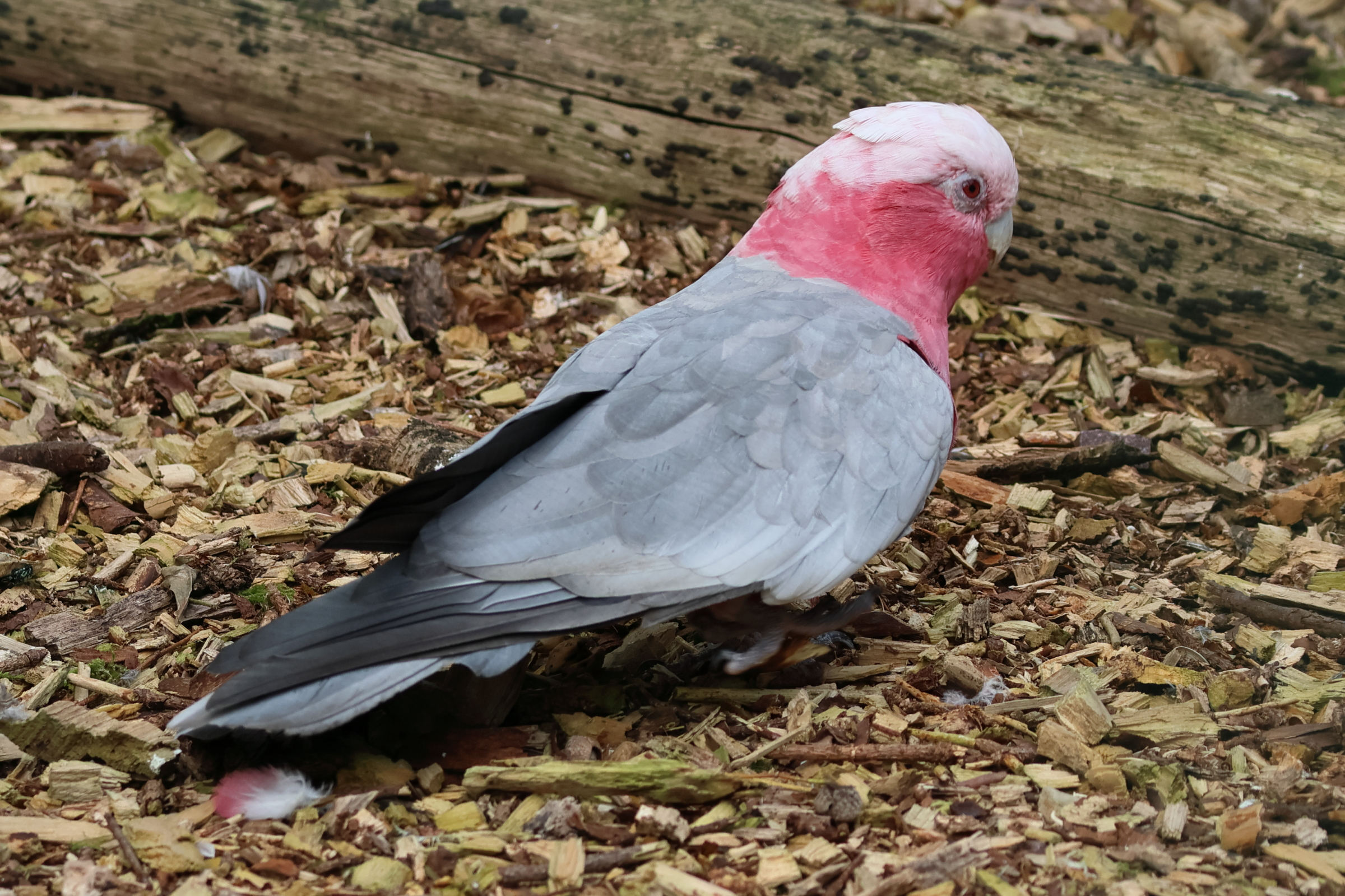 cacatoes_rosalbin_-_eolophus_roseicapilla2bd