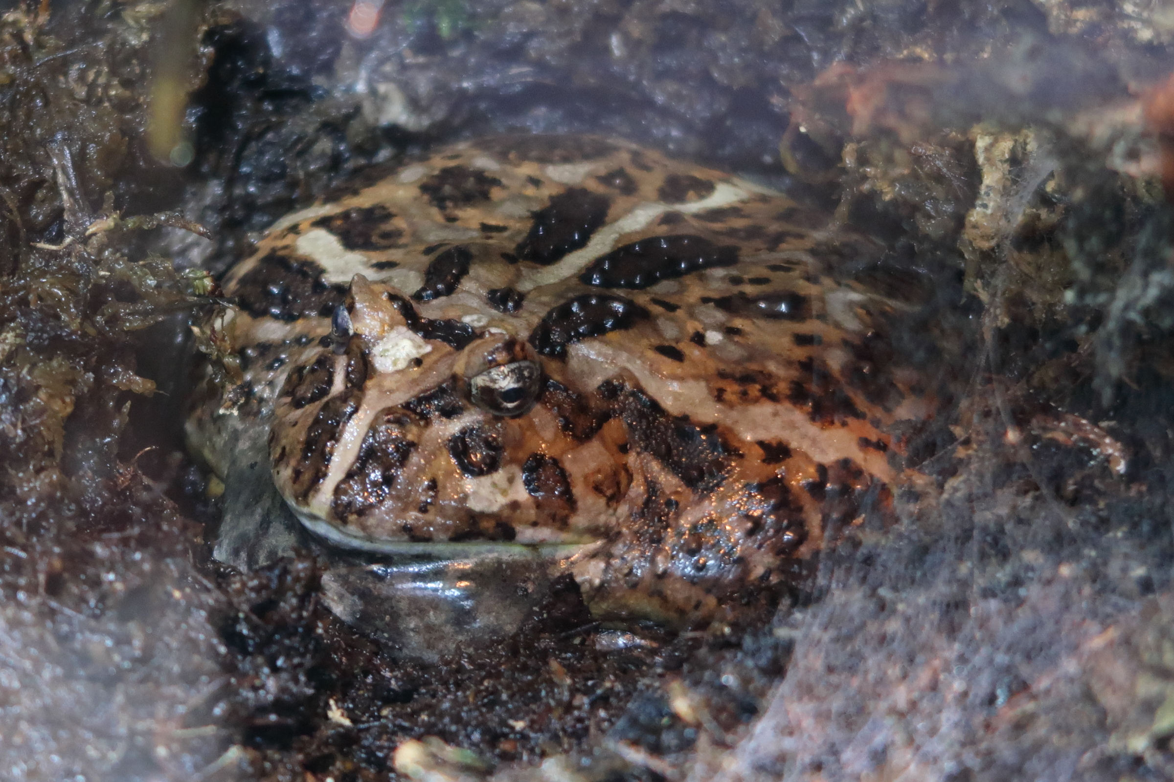 Afficher le média ceratophrys_cranwelli1md ceratophrys_cranwelli1md