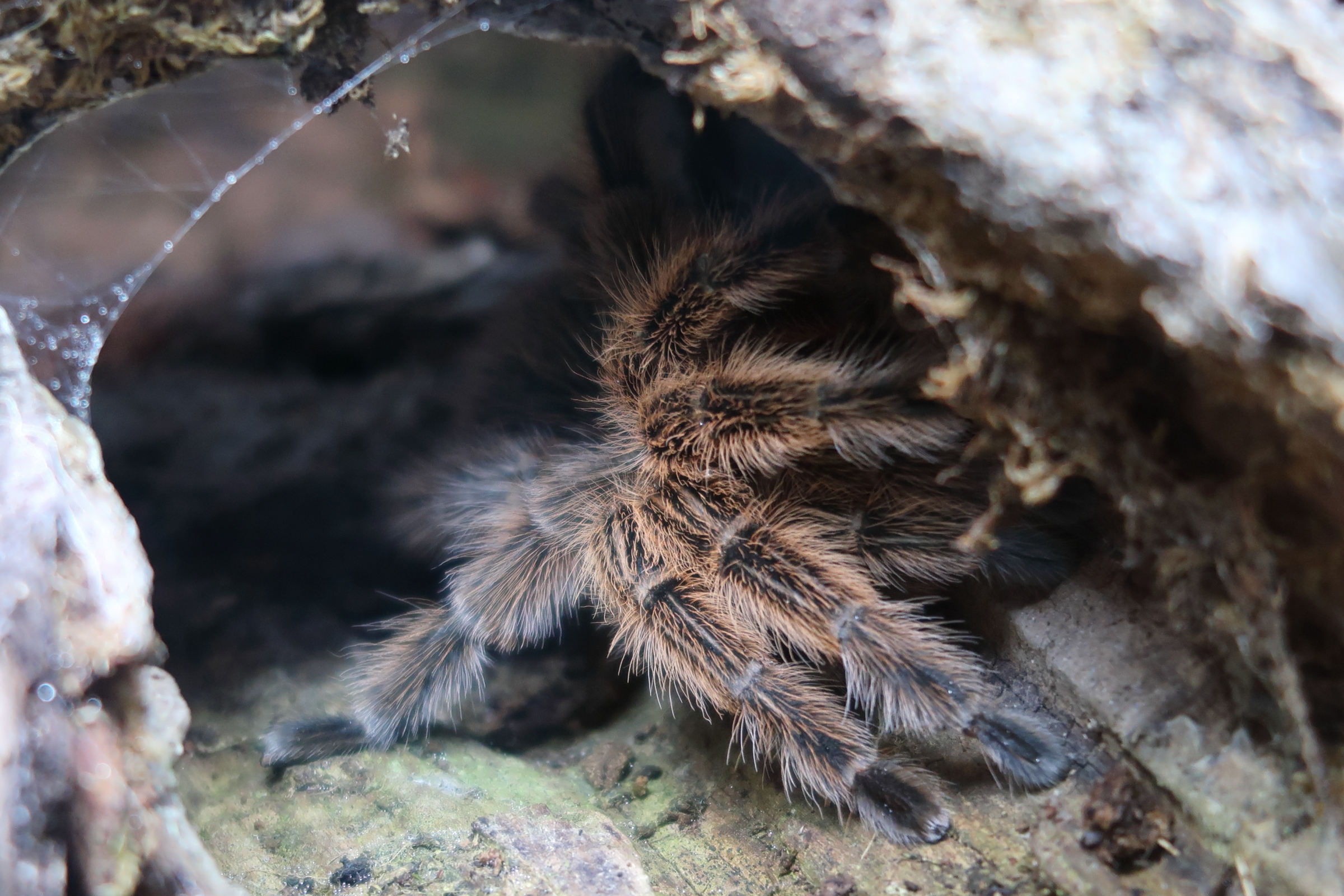 grammostola_rosea1md
