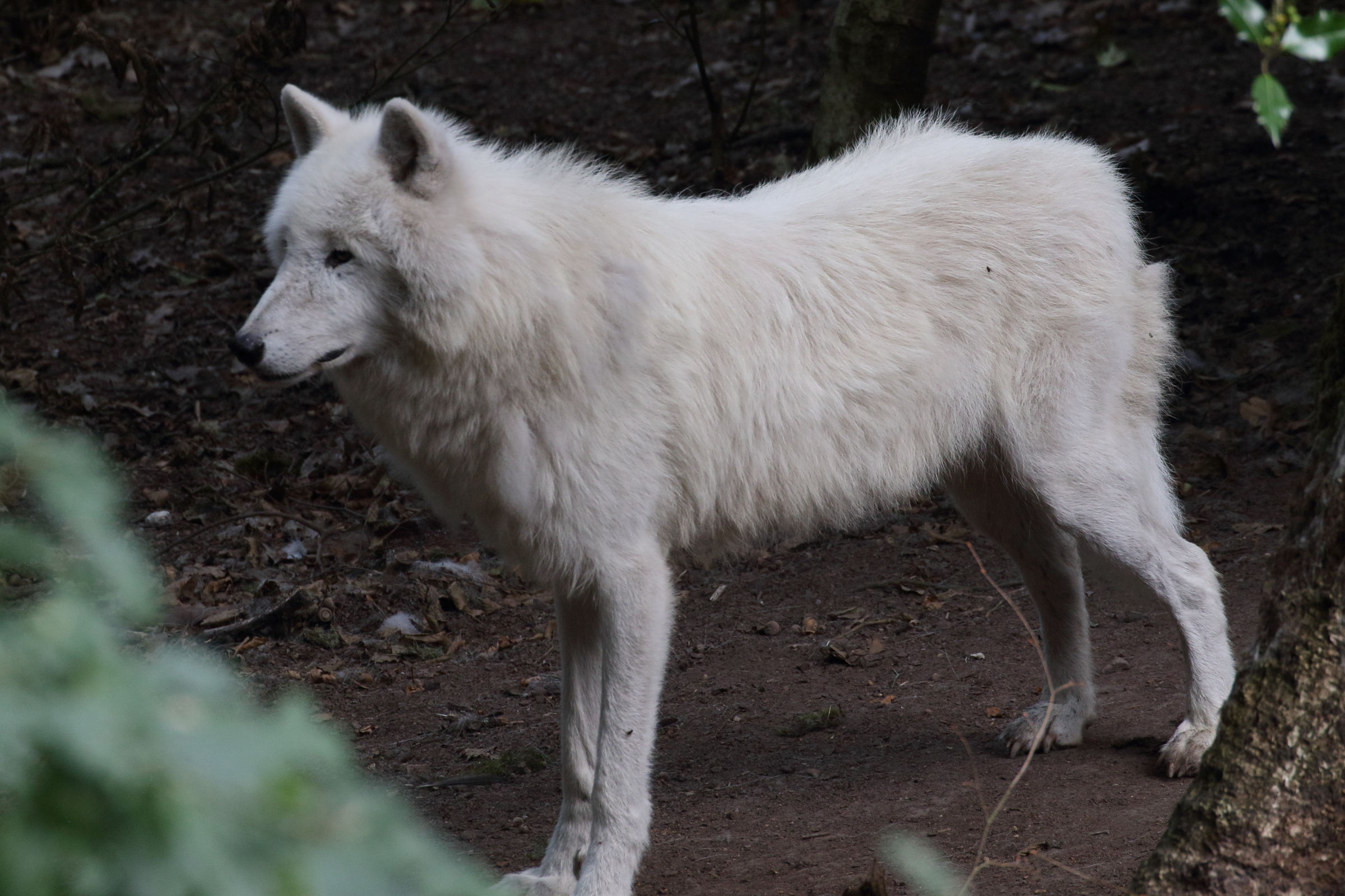 canis_lupus_arctos1md