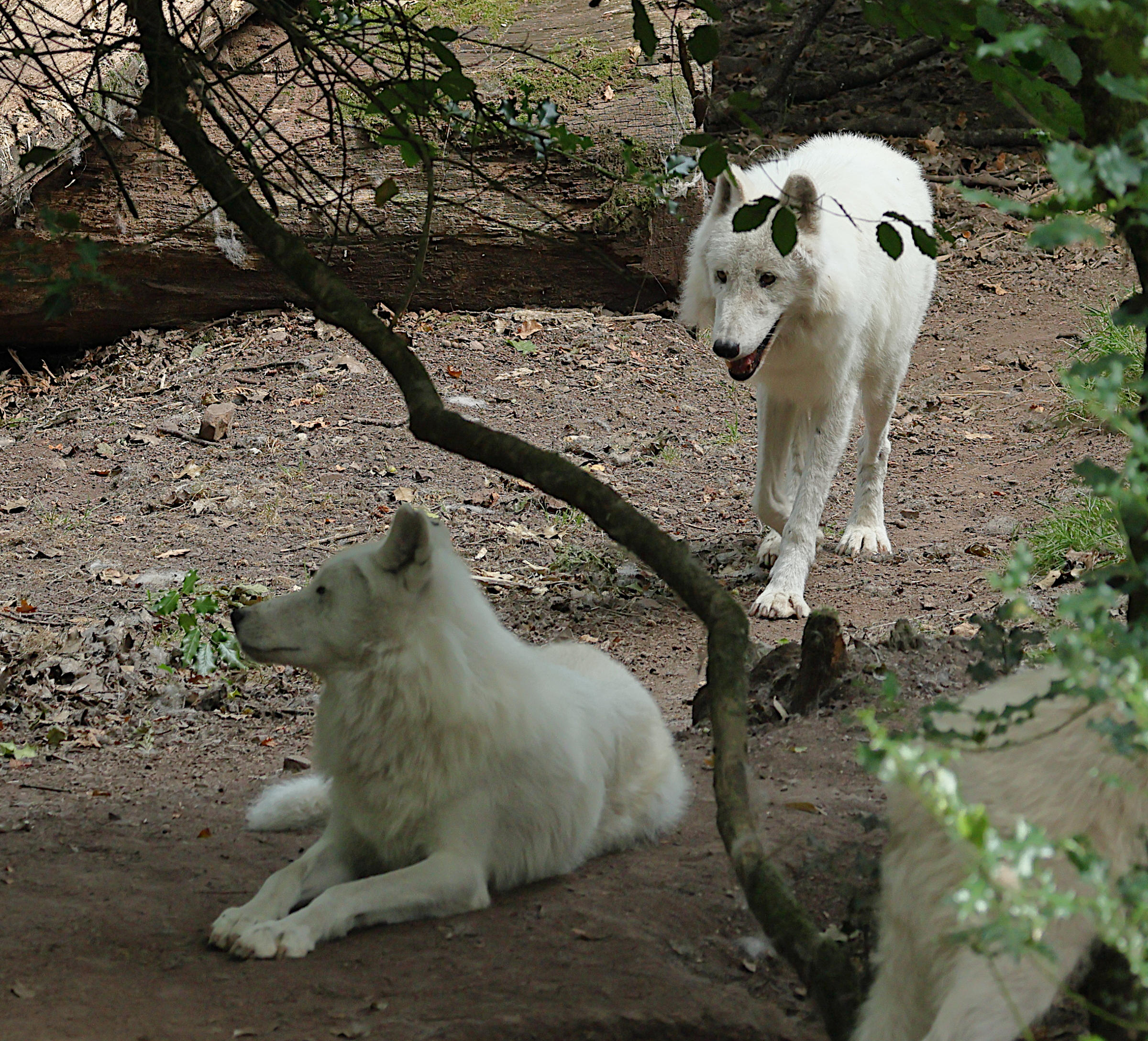 canis_lupus_arctos2bd