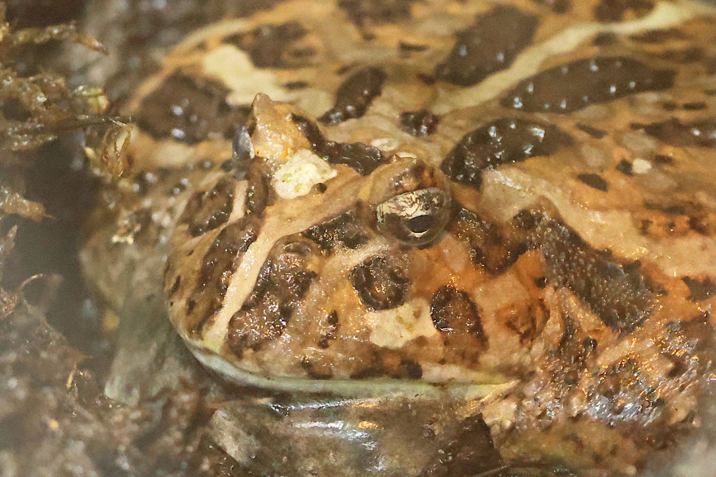 Afficher le média ceratophrys_cranwelli2bd ceratophrys_cranwelli2bd