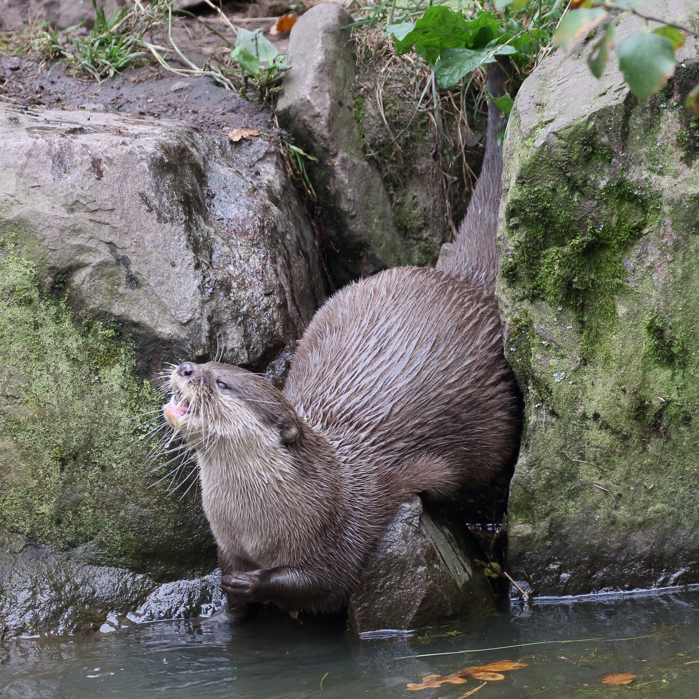 amblonyx_cinereus1md