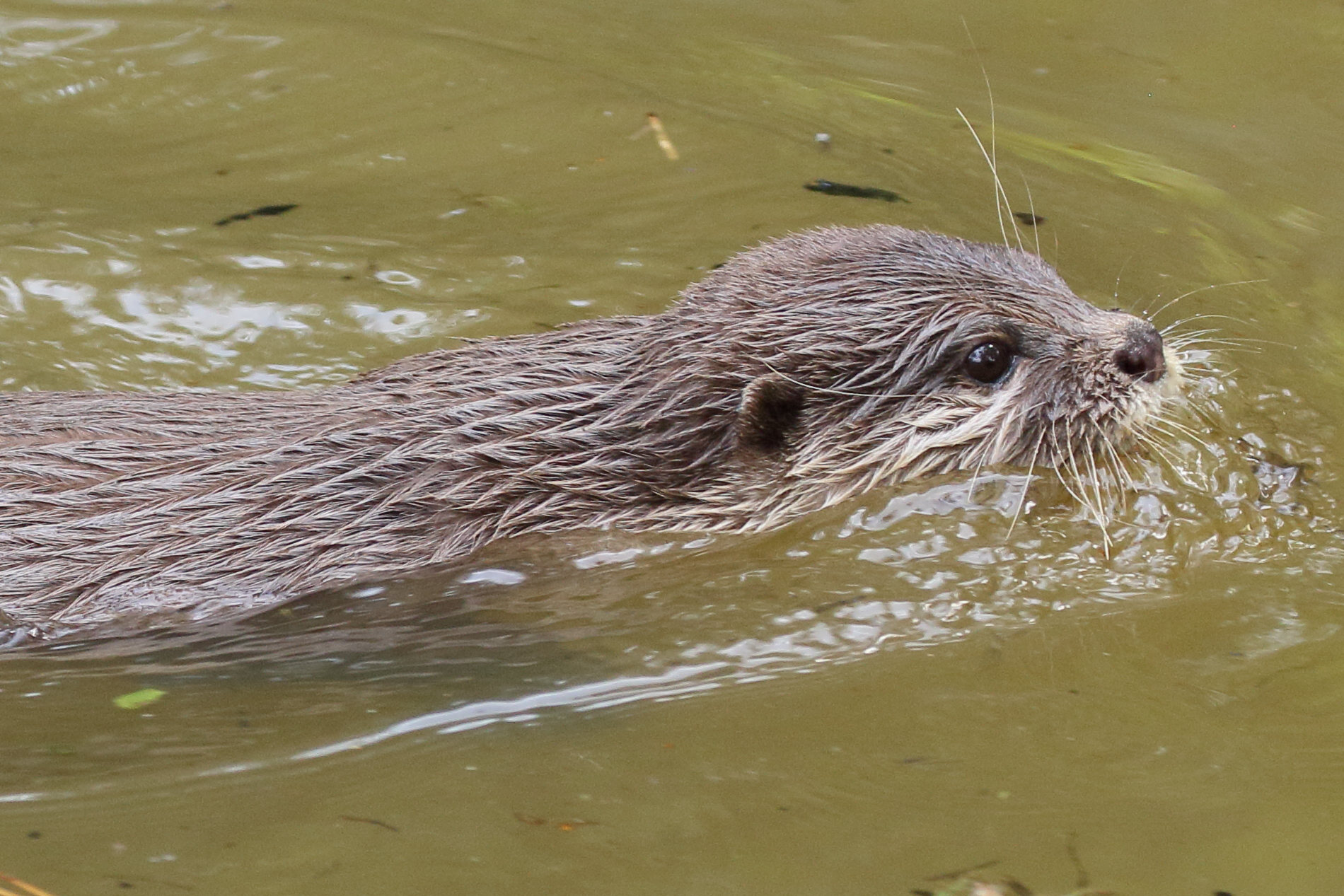 amblonyx_cinereus5md