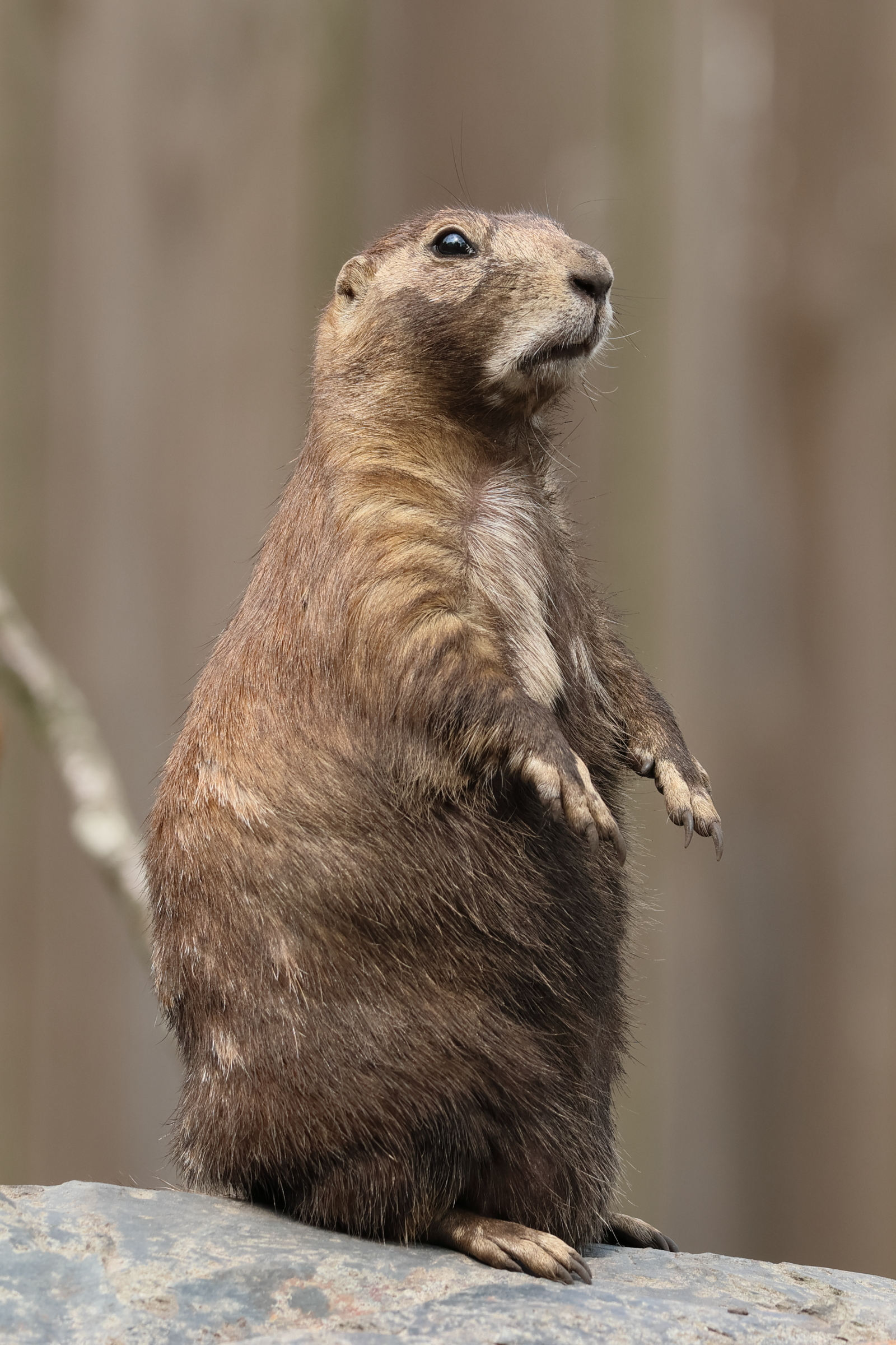 cynomys_ludovicianus2bd