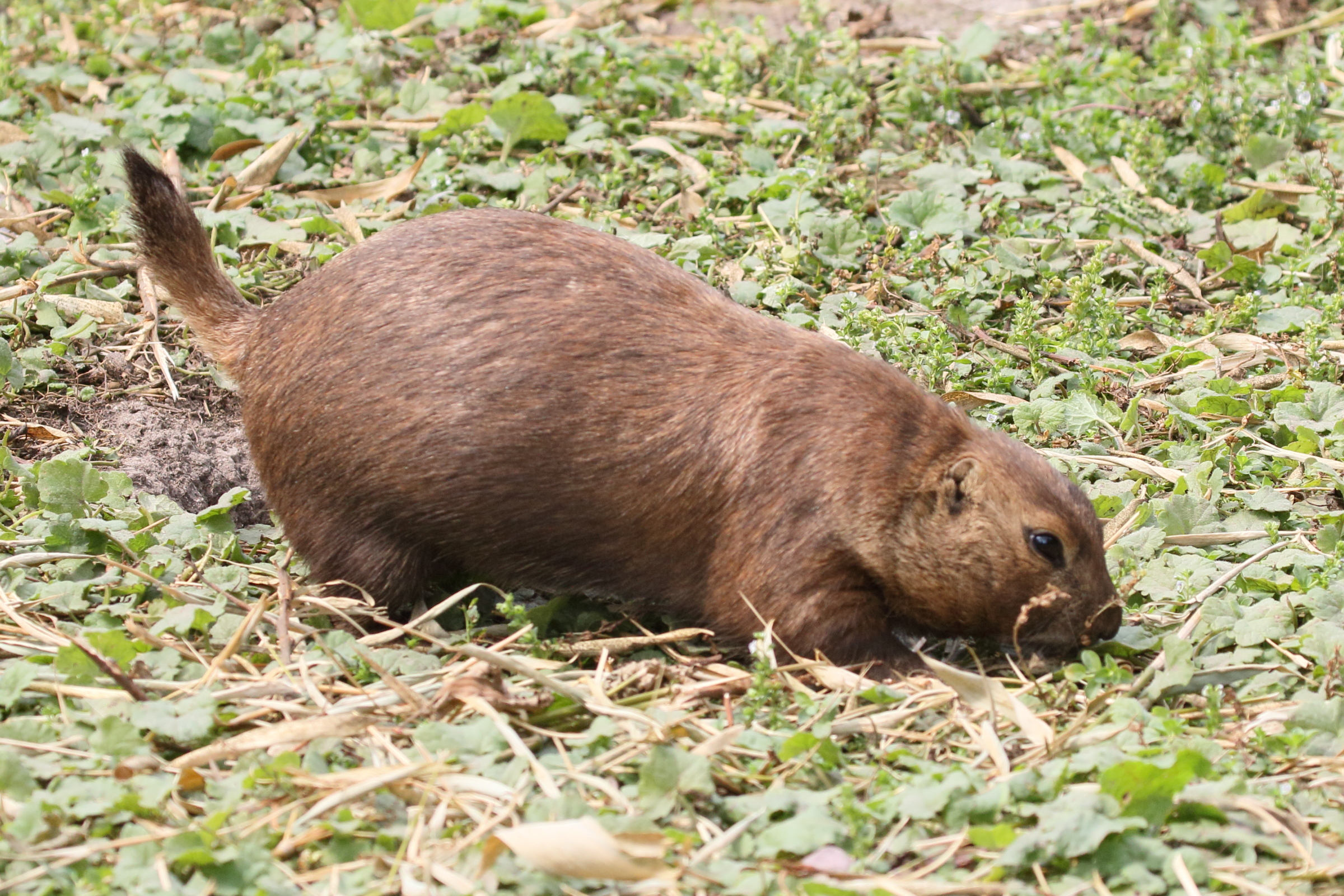 cynomys_ludovicianus5md