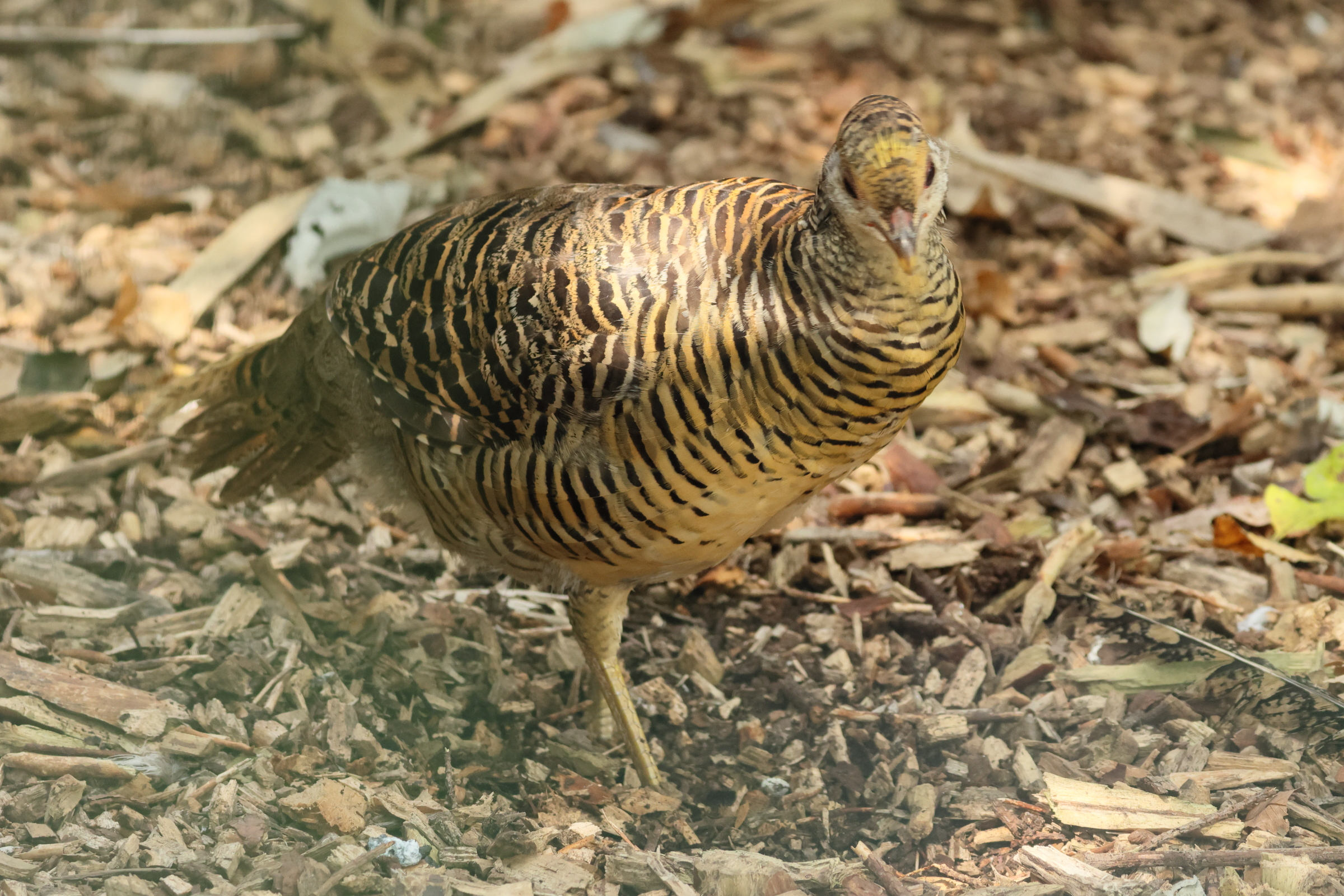 faisan_dore_-_chrysolophus_pictus6bd