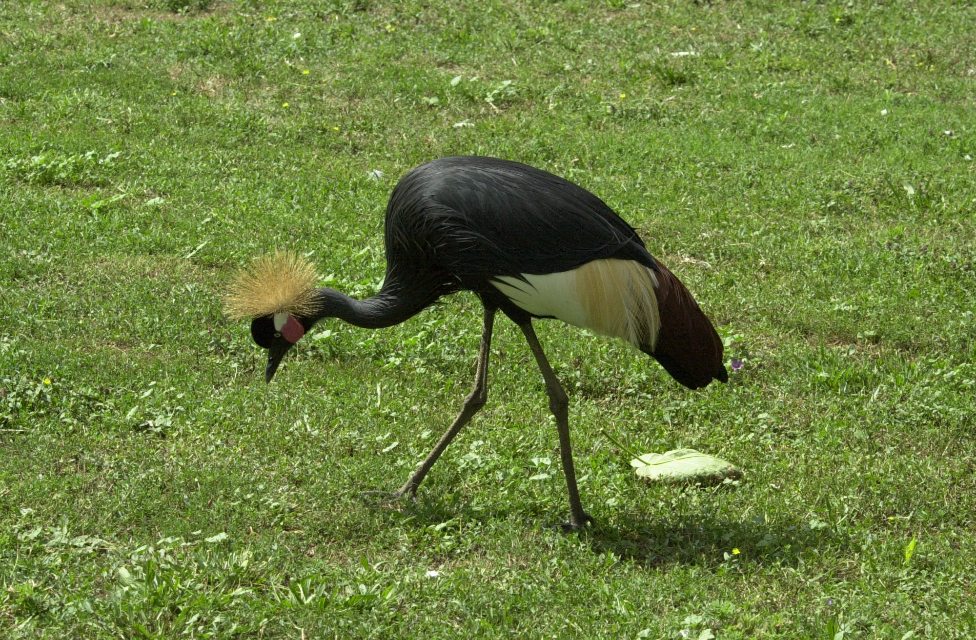 grue_couronnee_-_balearica_pavonina1md