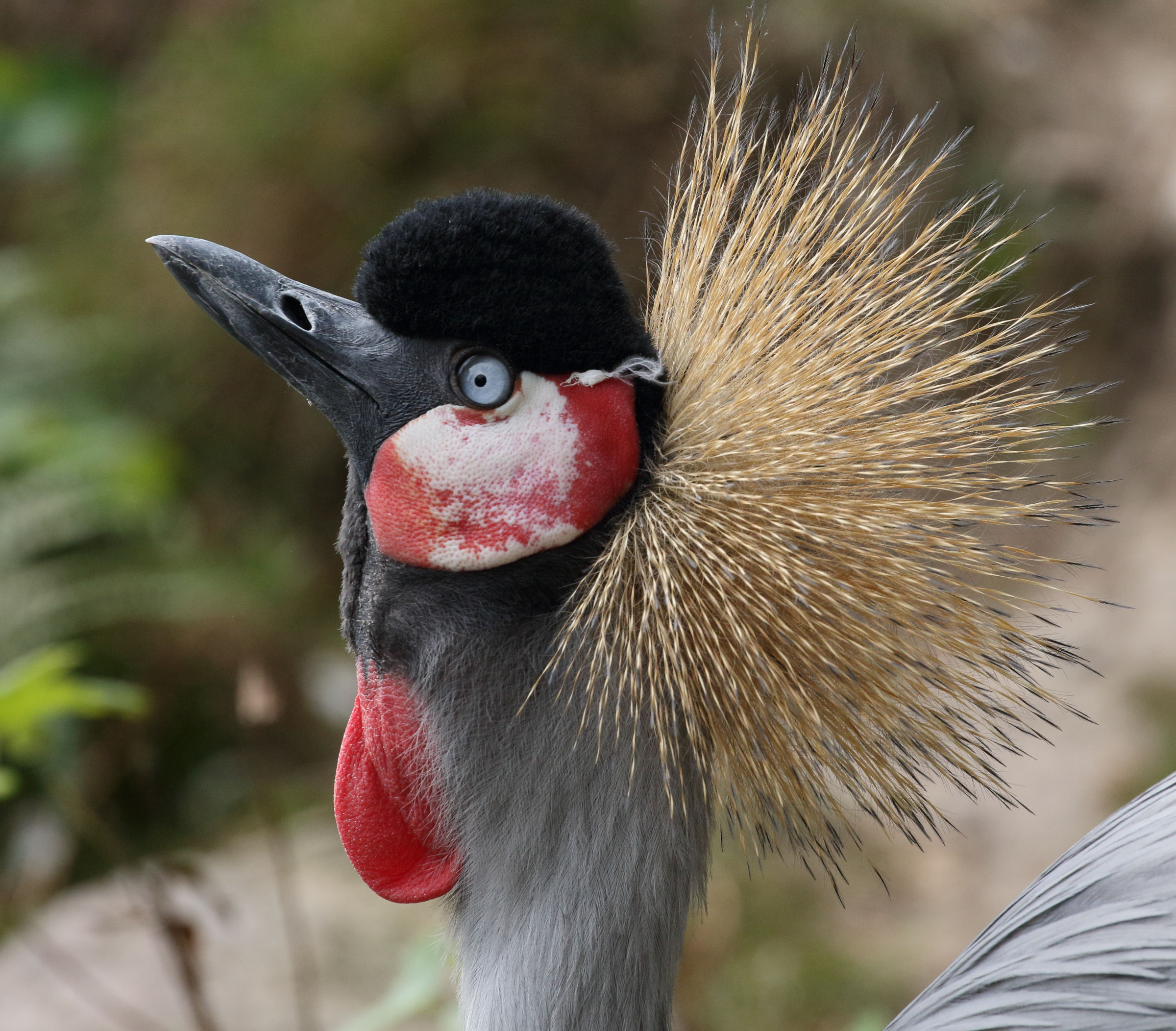 grue_croyale_-_balearica_regulorum2md