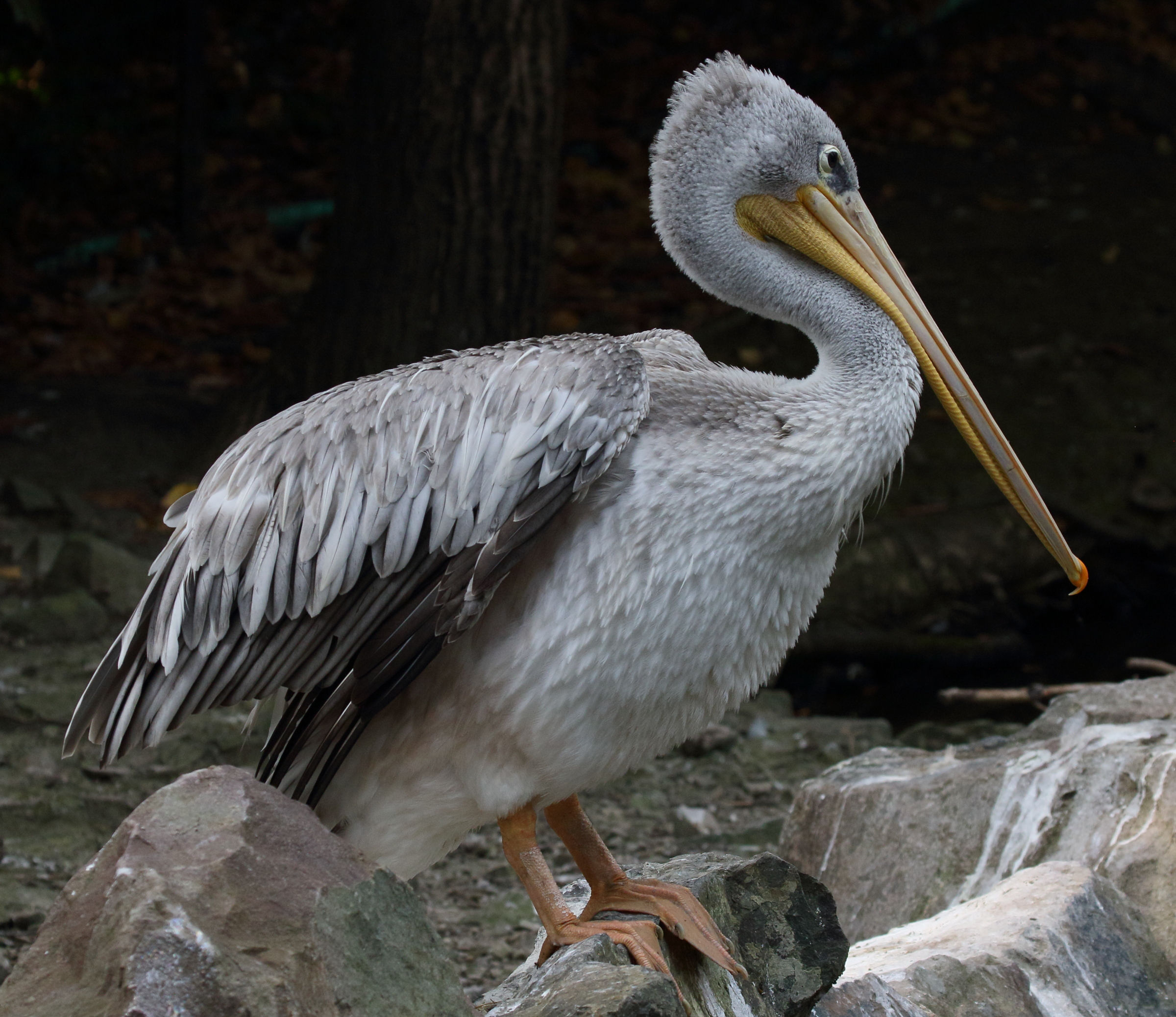 pelican_gris_-_pelecanus_rufescens1md