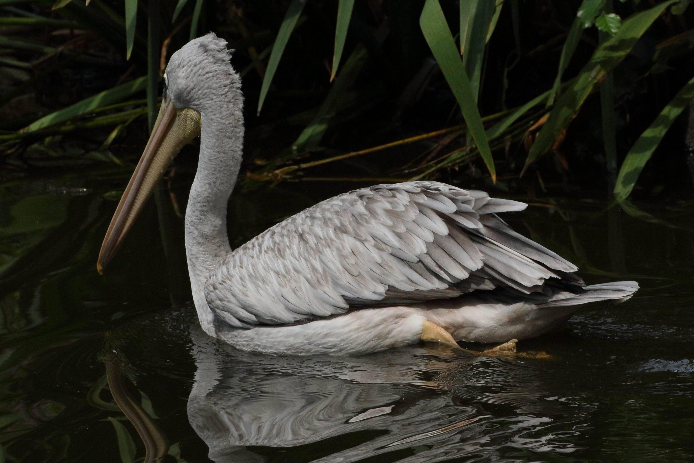 pelican_gris_-_pelecanus_rufescens3md