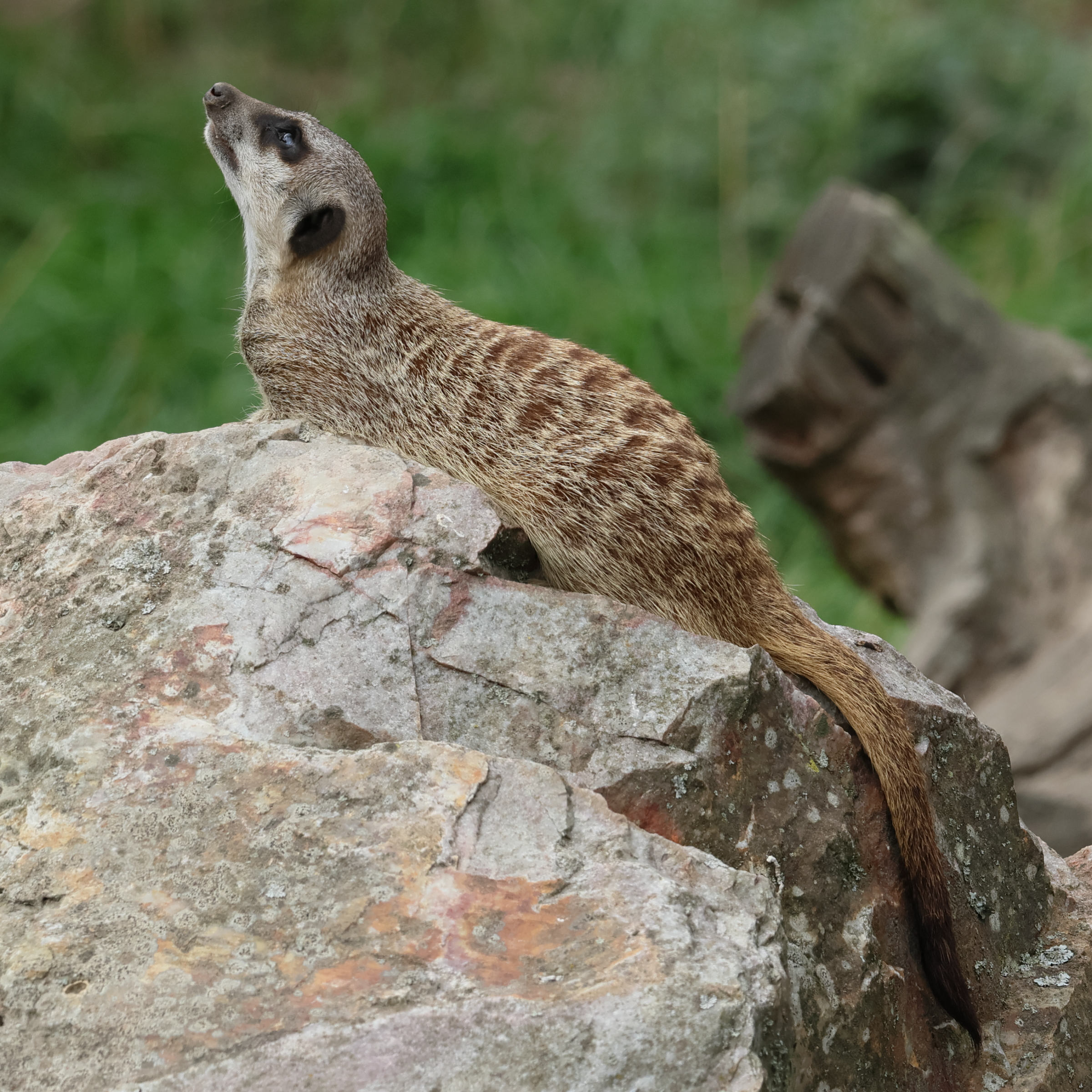 suricata_suricata3bd