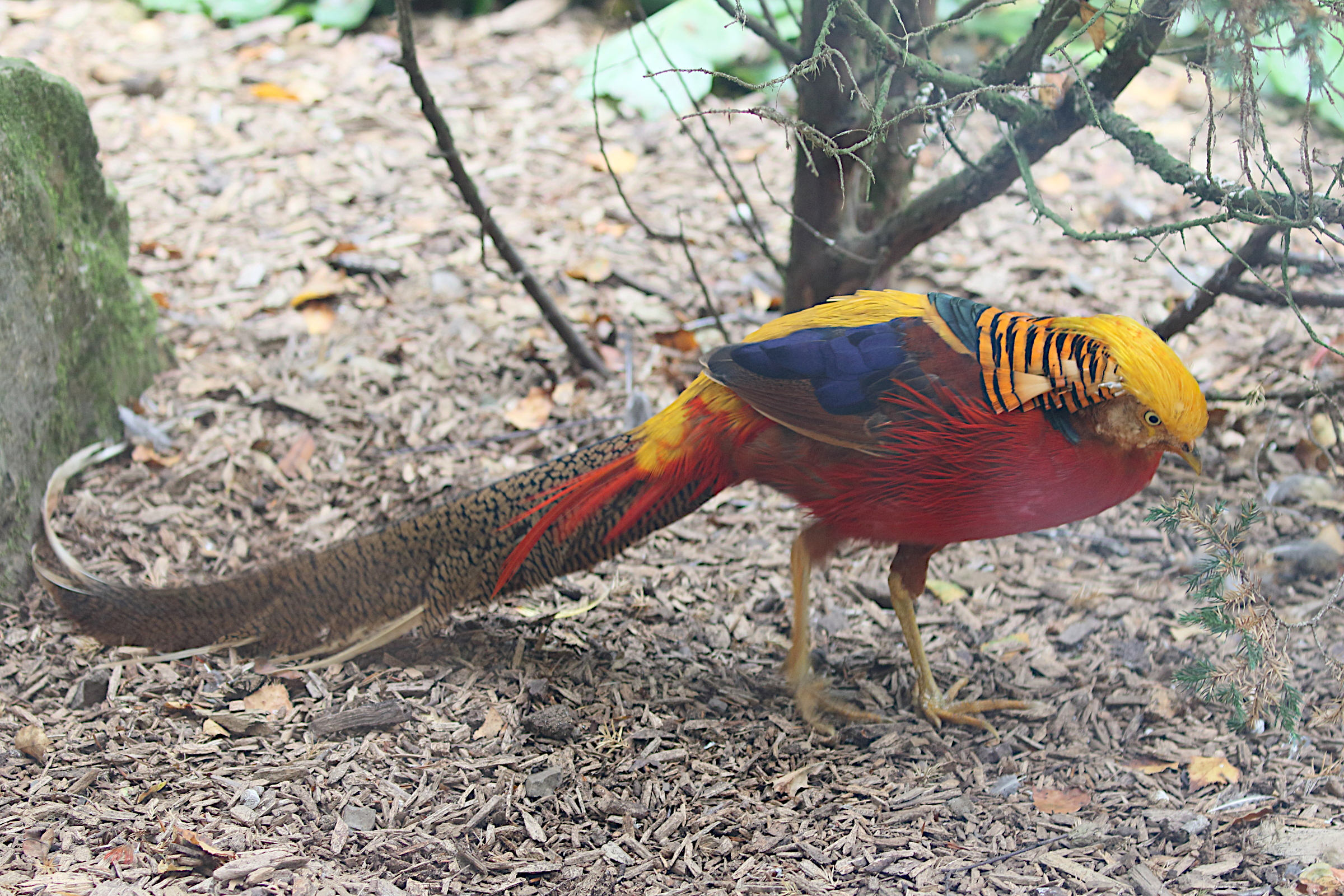 faisan_dore_-_chrysolophus_pictus3md