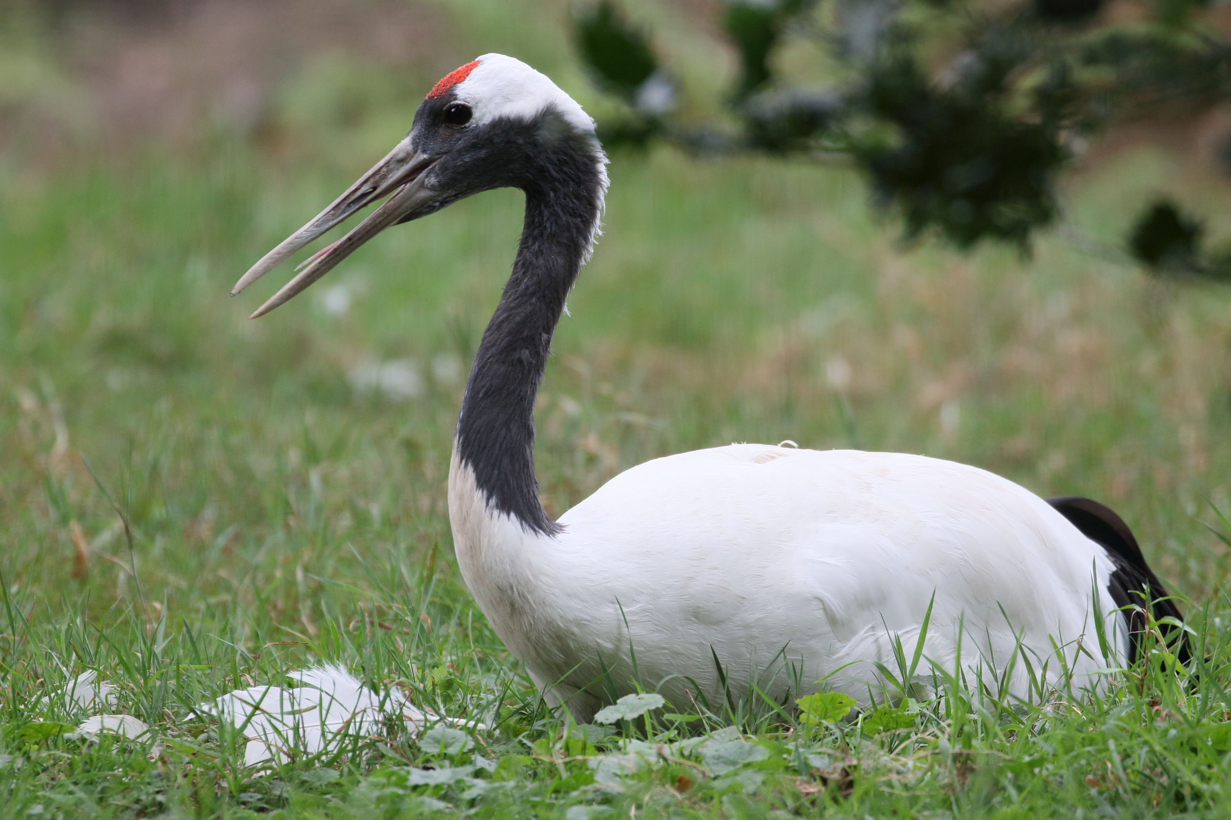 grue_du_japon_-_grus_japonensis1md