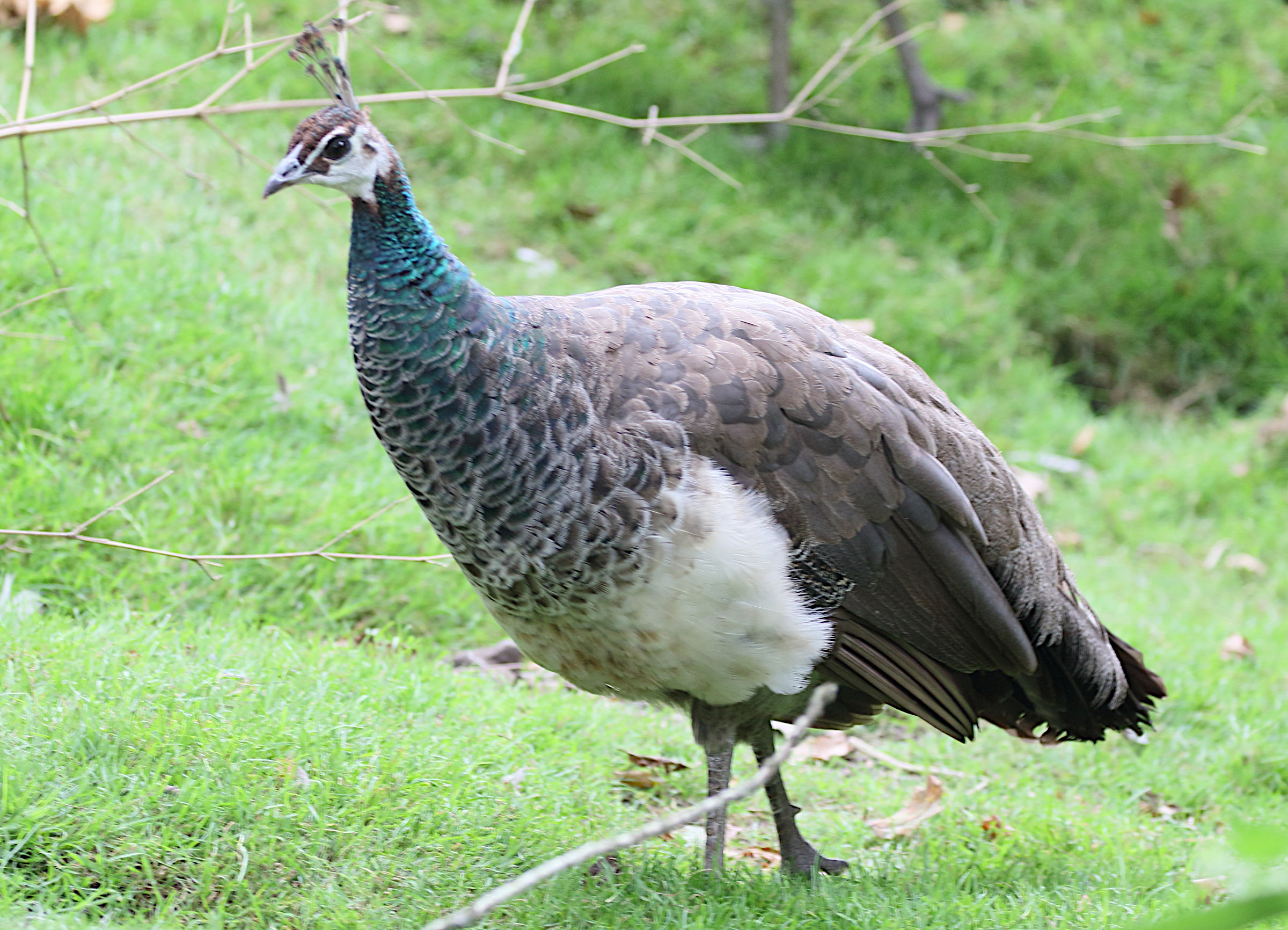 paon_-pavo_cristatus9md