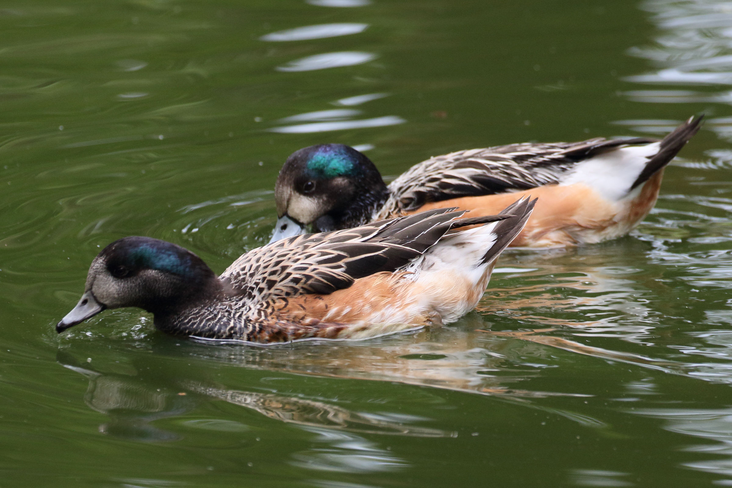 Afficher le média canard_de_chiloe_-_anas_sibilatrix4md canard_de_chiloe_-_anas_sibilatrix4md
