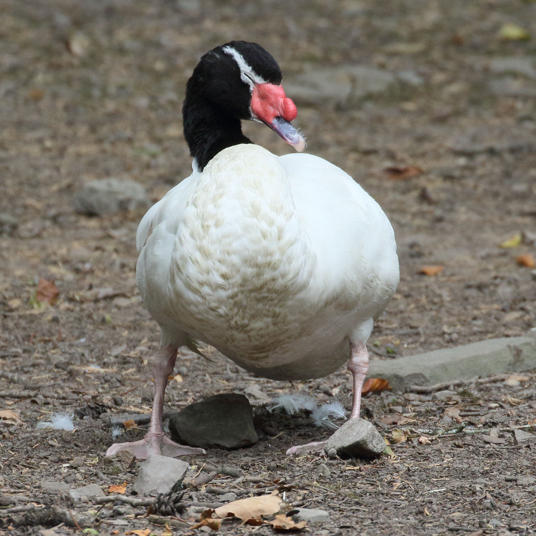 cygne_a_cou_noir_-_cygnus_melanocoryphus2md