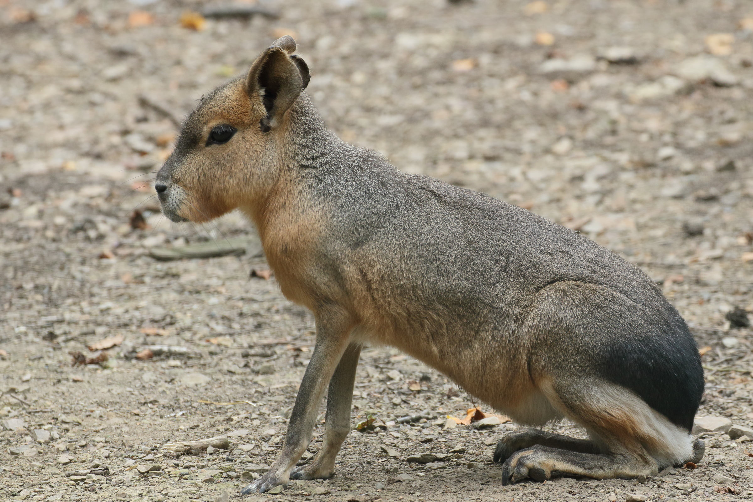 dolichotis_patagonum3md