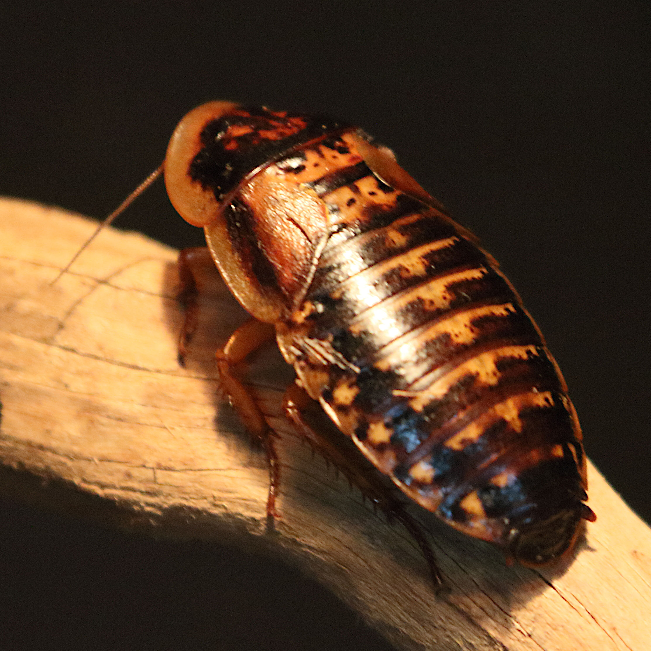 gromphadorhina_portentosa4md