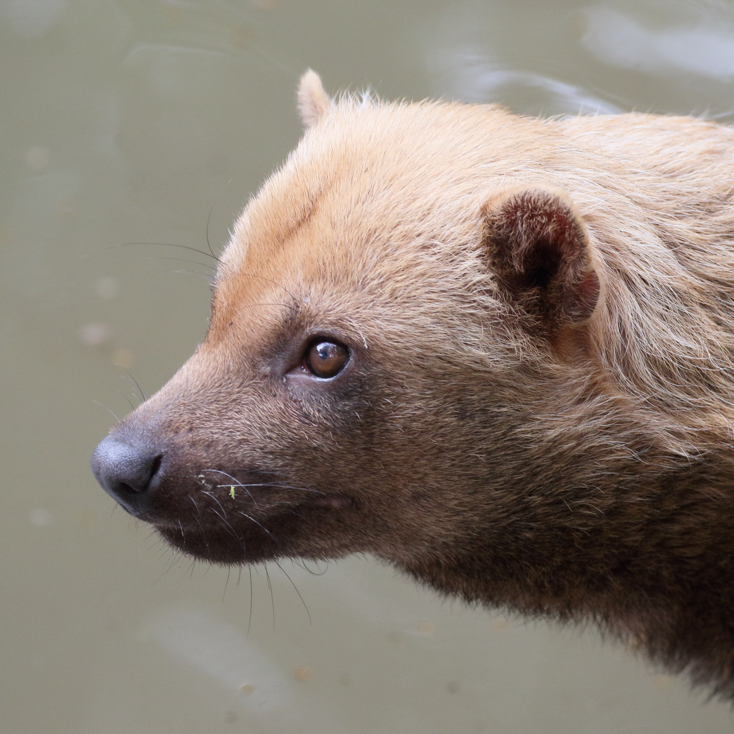 speothos_venaticus3md