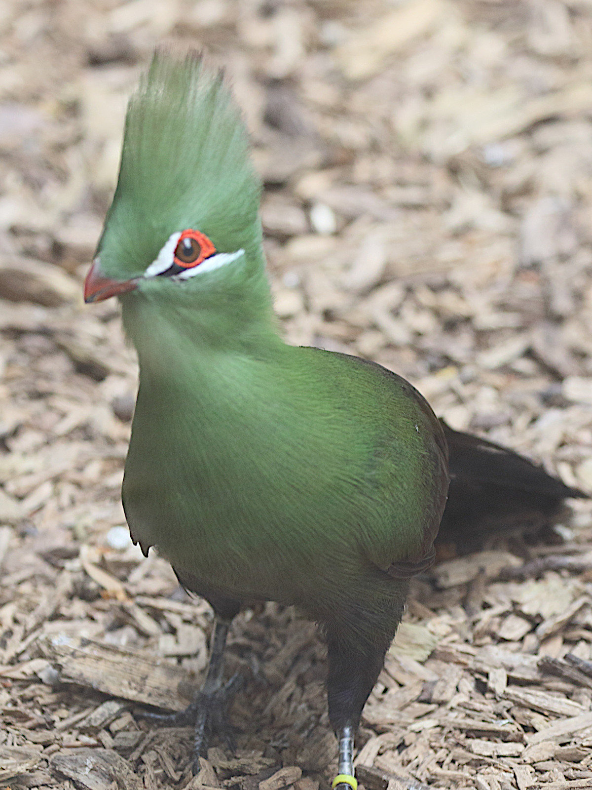 touraco_vert_-_tauraco_persa1md