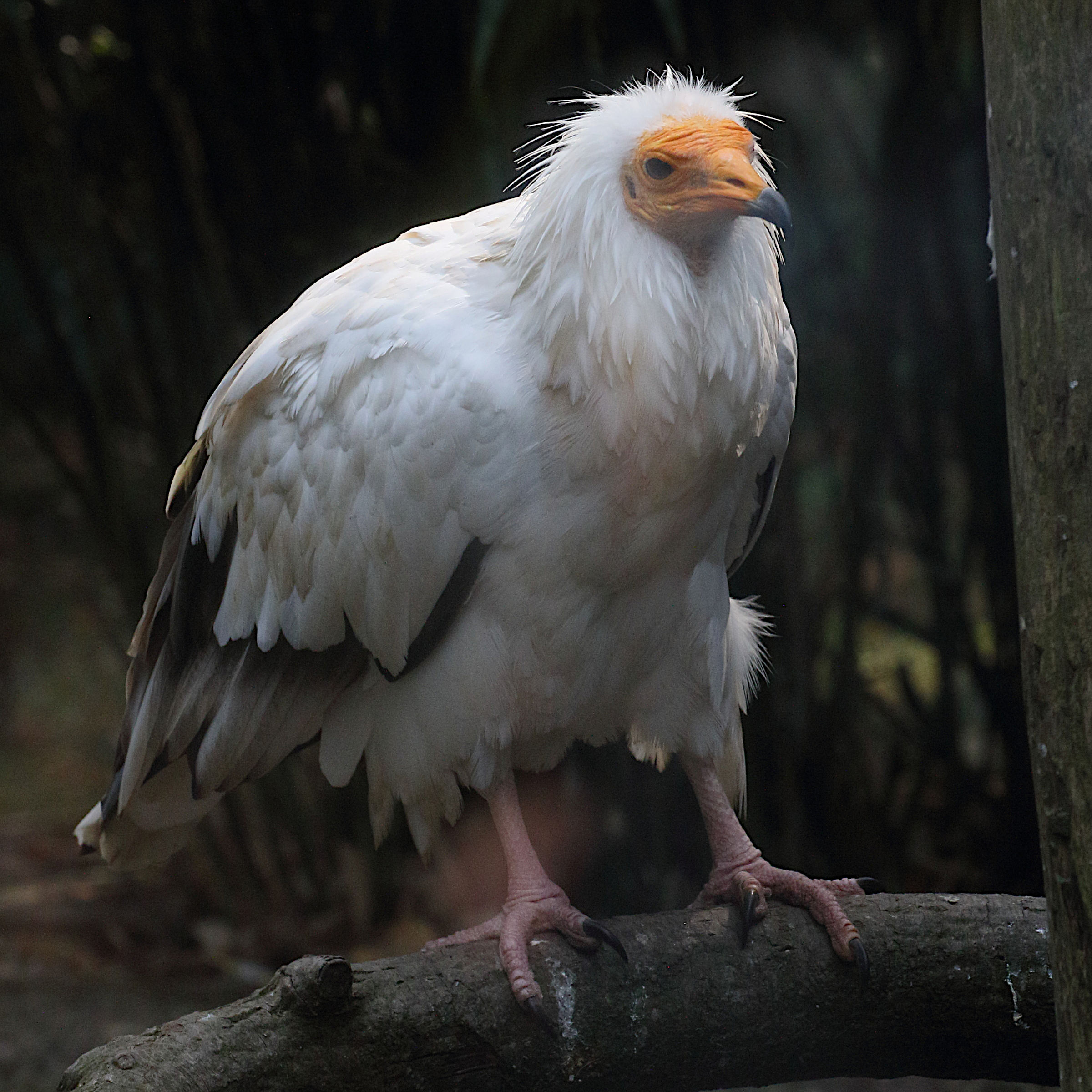 vautour_percnoptere_-_neophron_percnopterus6md