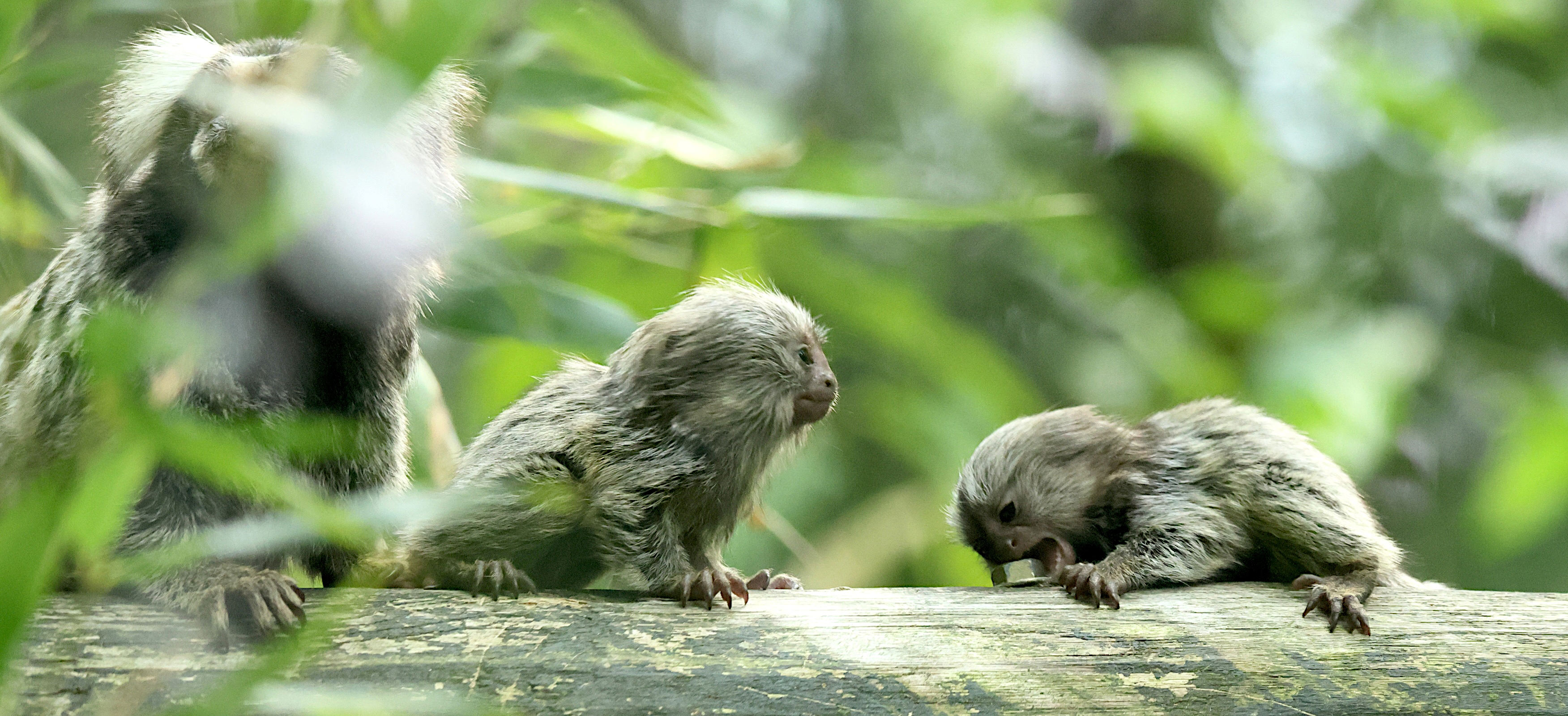 callithtix_jacchus5bd