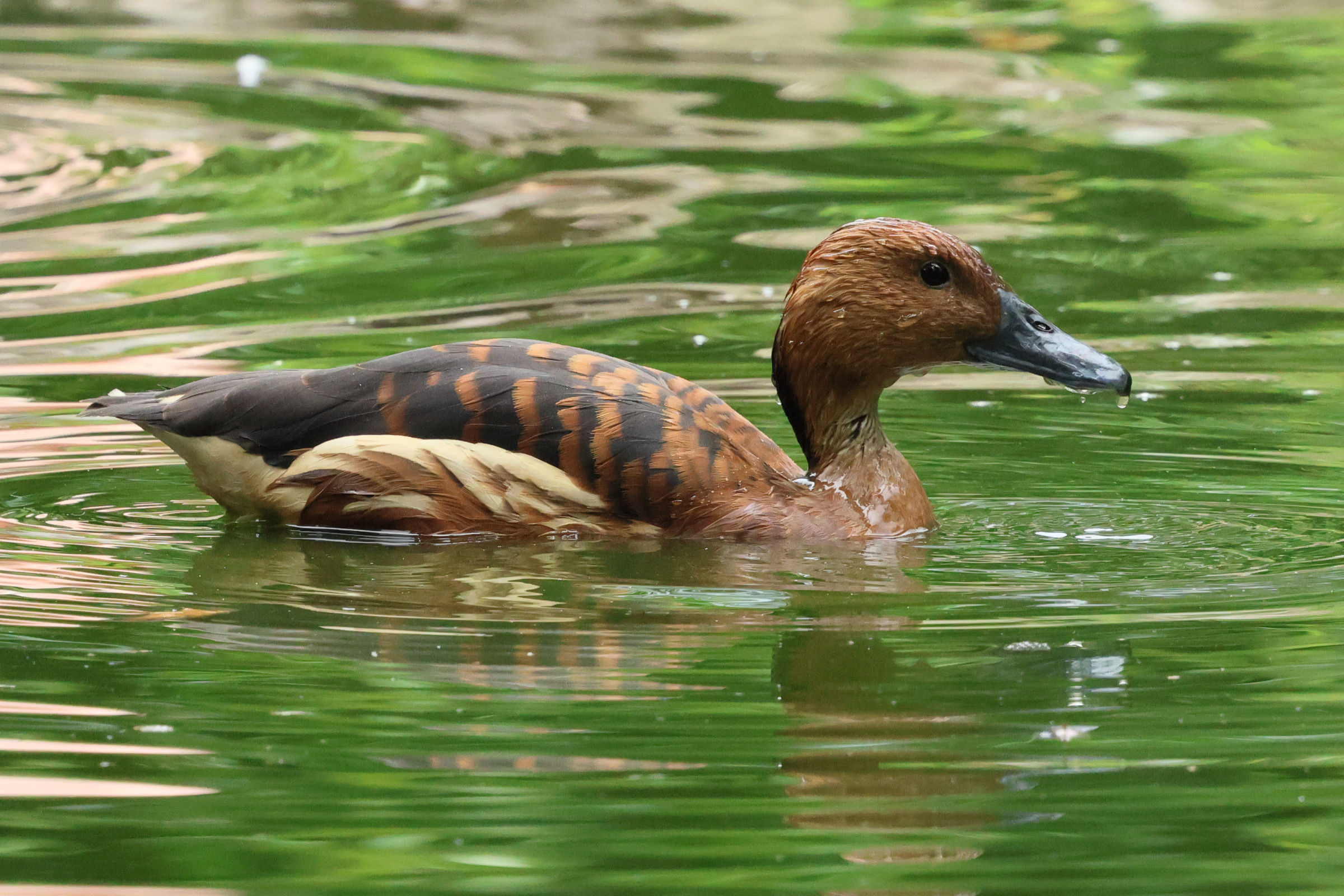 dendrocygne_fauve_-_dendrocygna_bicolor7bd