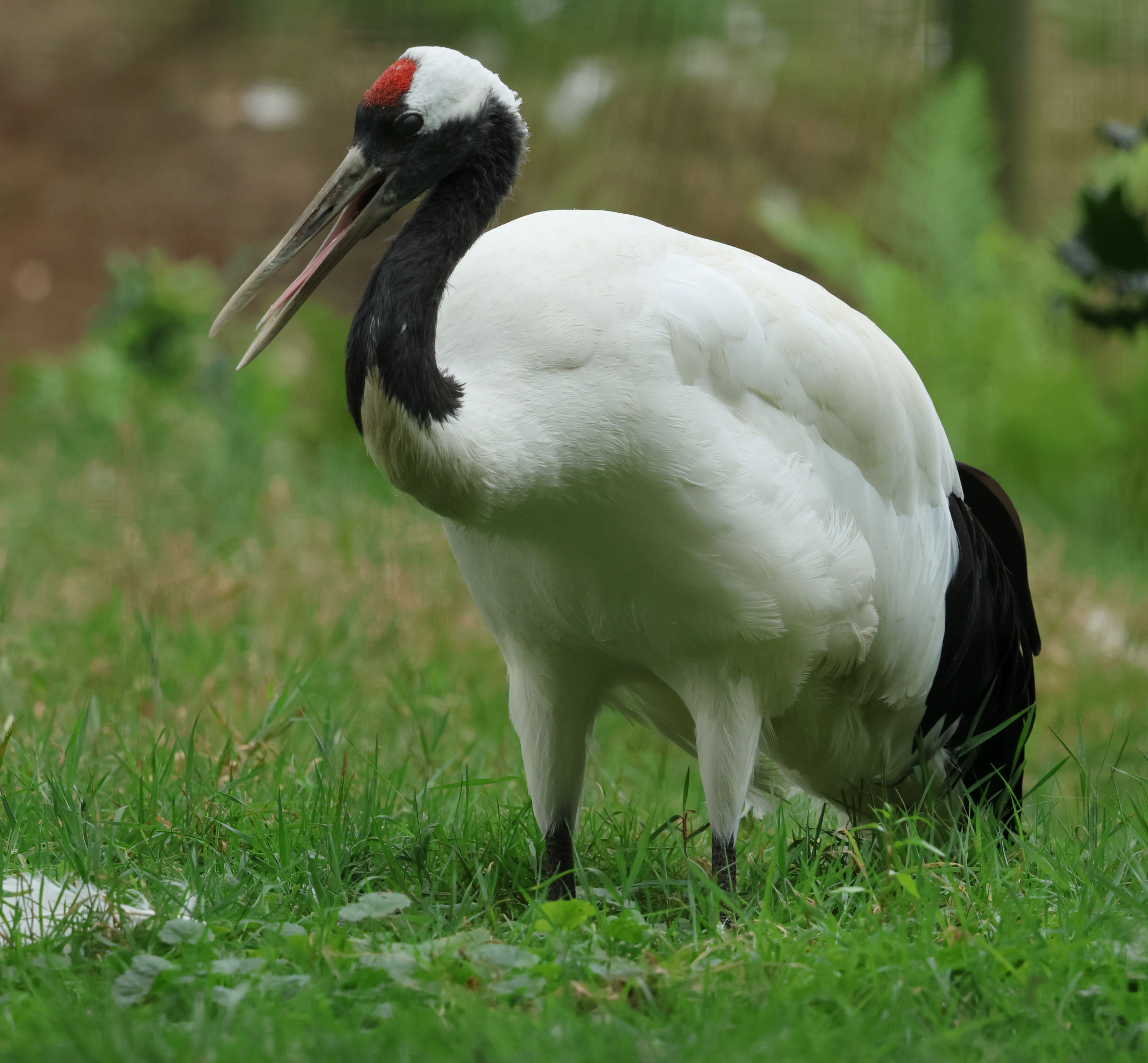 grue_du_japon_-_grus_japonensis2bd