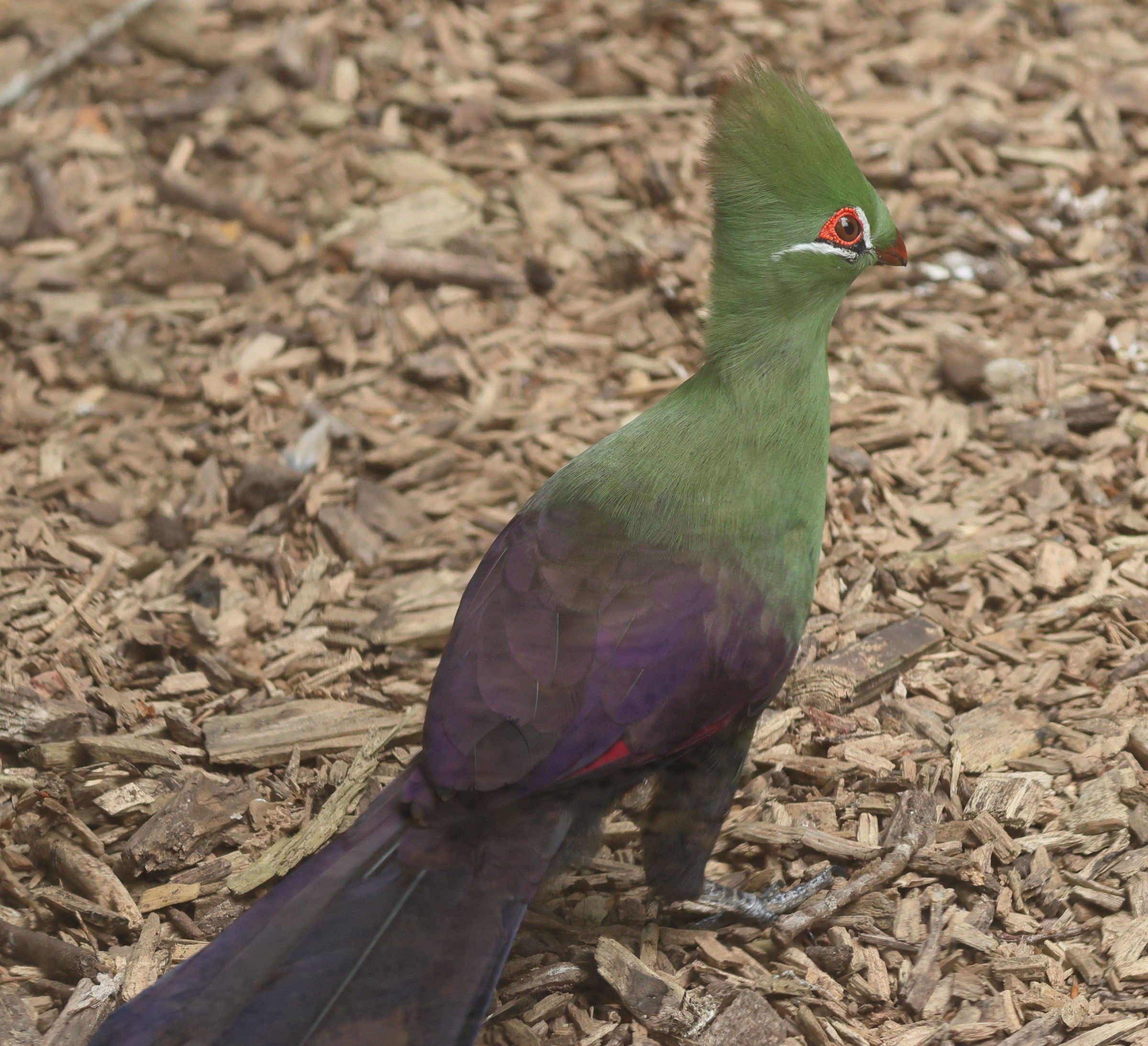 touraco_vert_tauraco_persa2bd