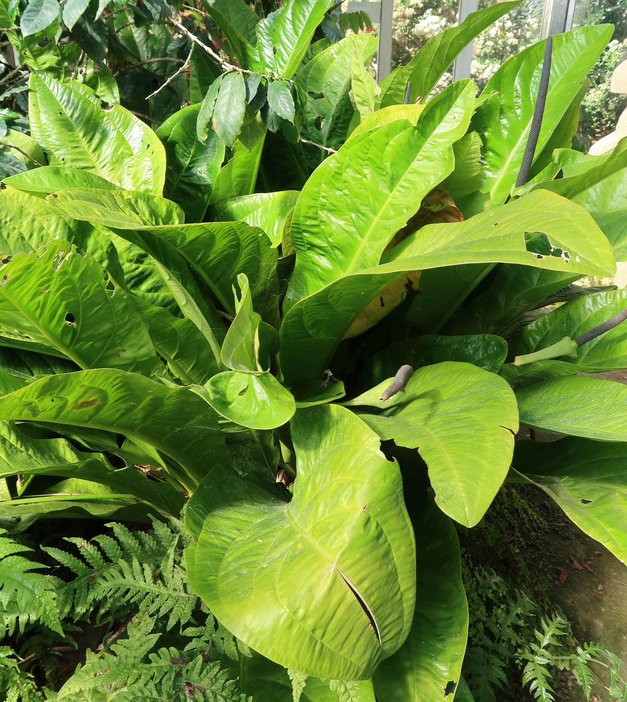 anthurium_acaule1mdjpg