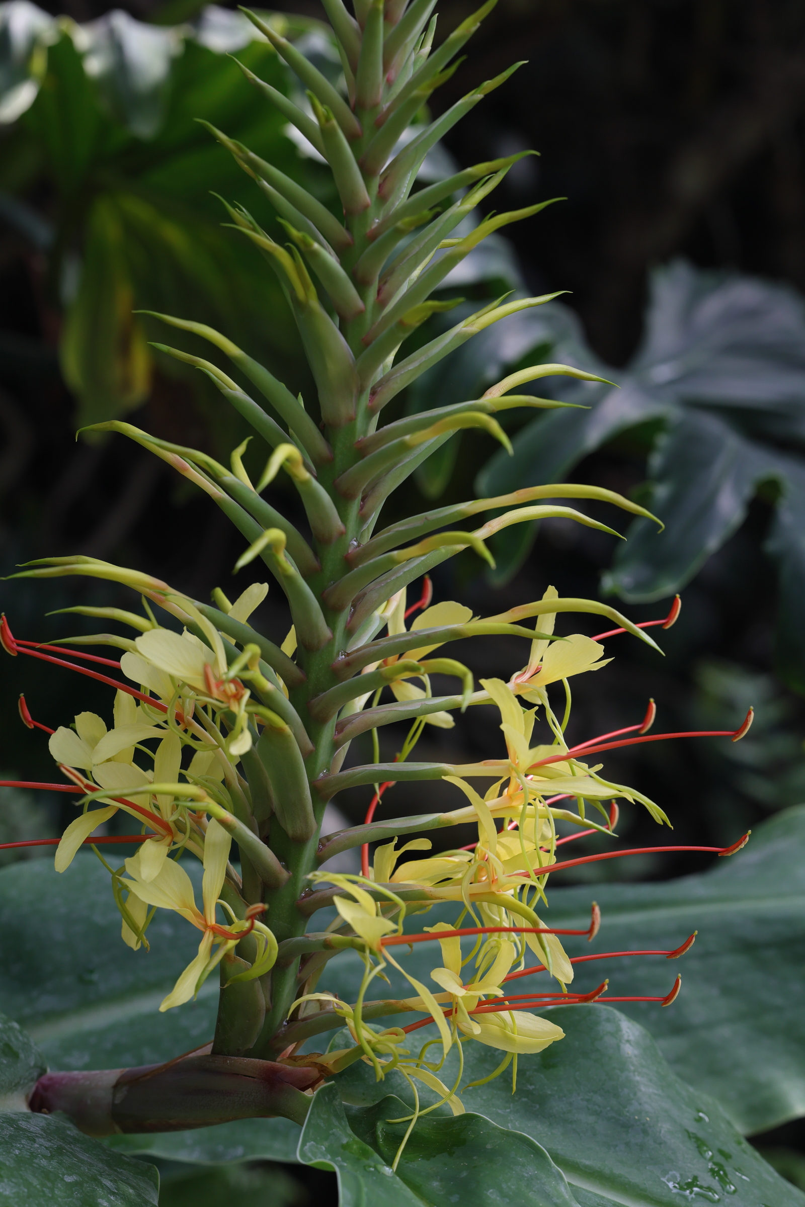hedychium_gardnerianum6md
