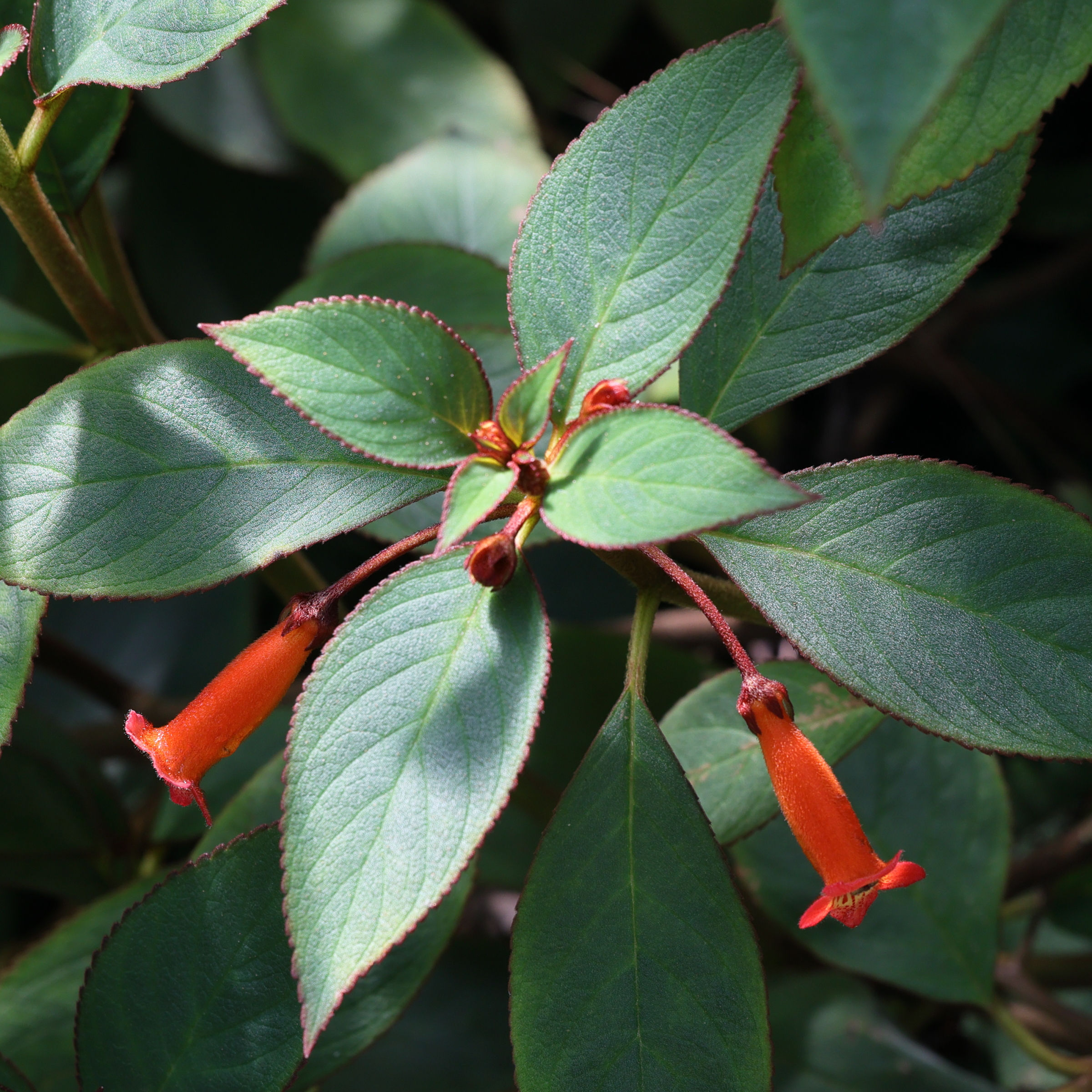 Afficher le média kohleria_hirsuta2md kohleria_hirsuta2md