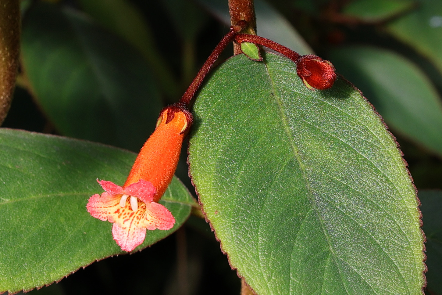 Afficher le média kohleria_hirsuta3md kohleria_hirsuta3md