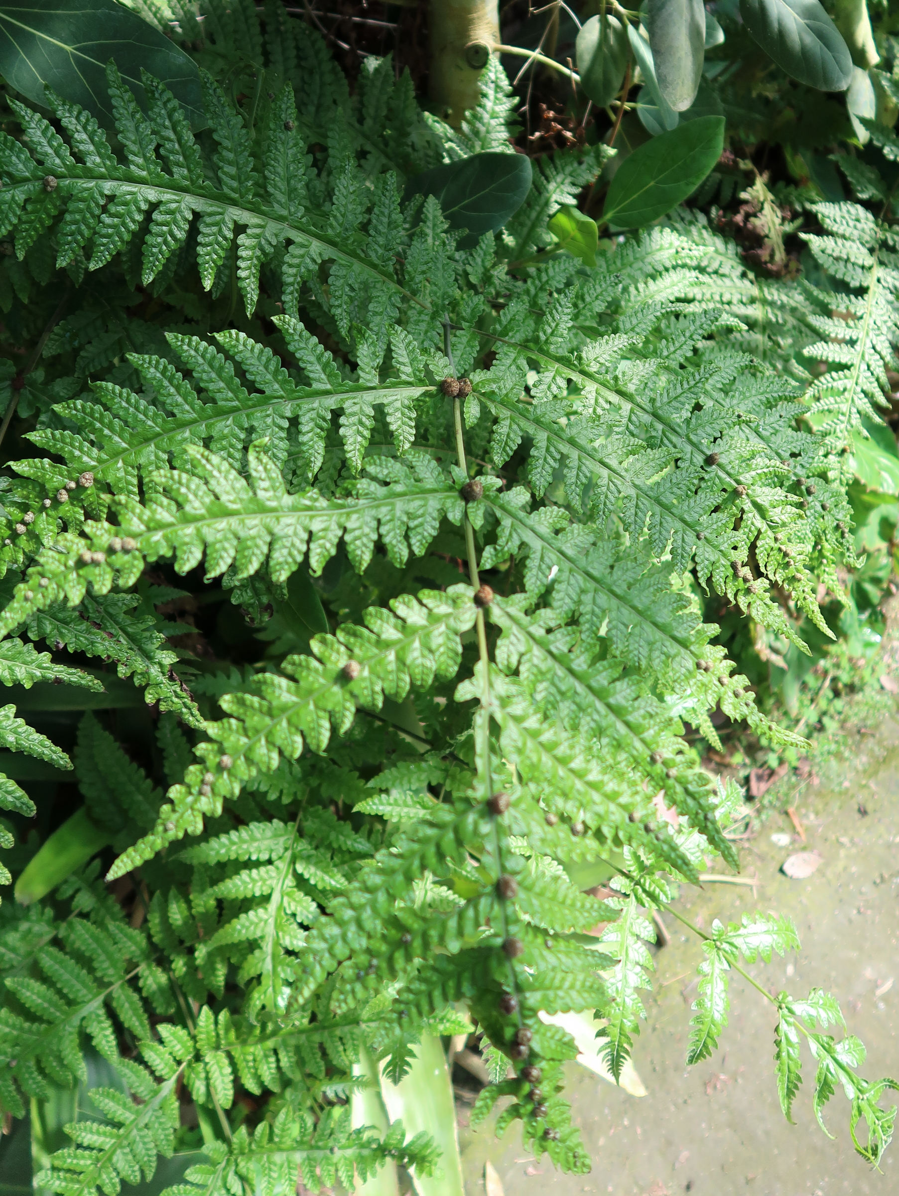 Afficher le média tectaria_gemmifera1md tectaria_gemmifera1md