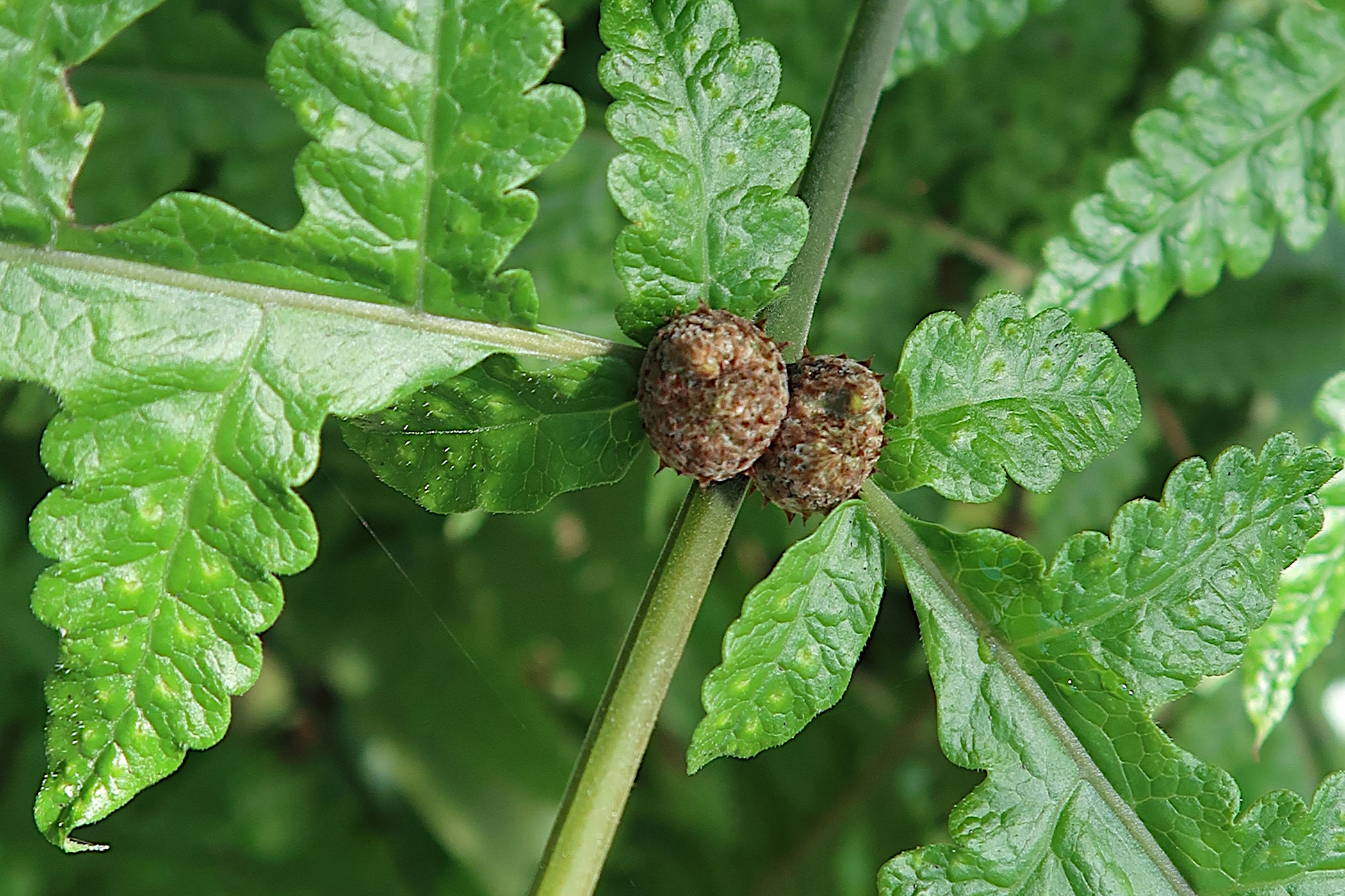 Afficher le média tectaria_gemmifera2md tectaria_gemmifera2md