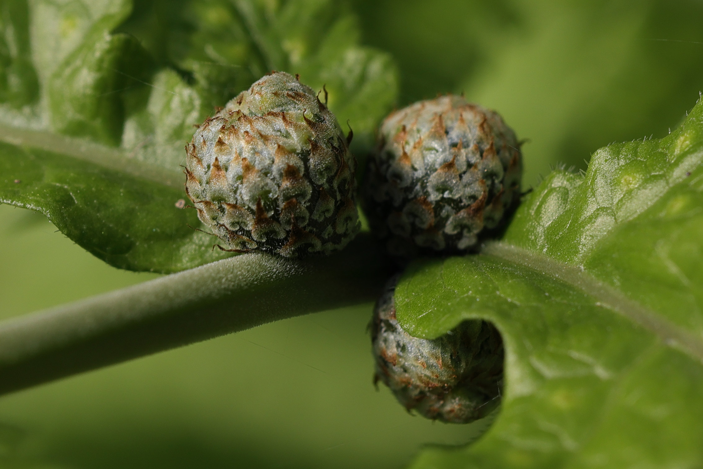 Afficher le média tectaria_gemmifera3md tectaria_gemmifera3md